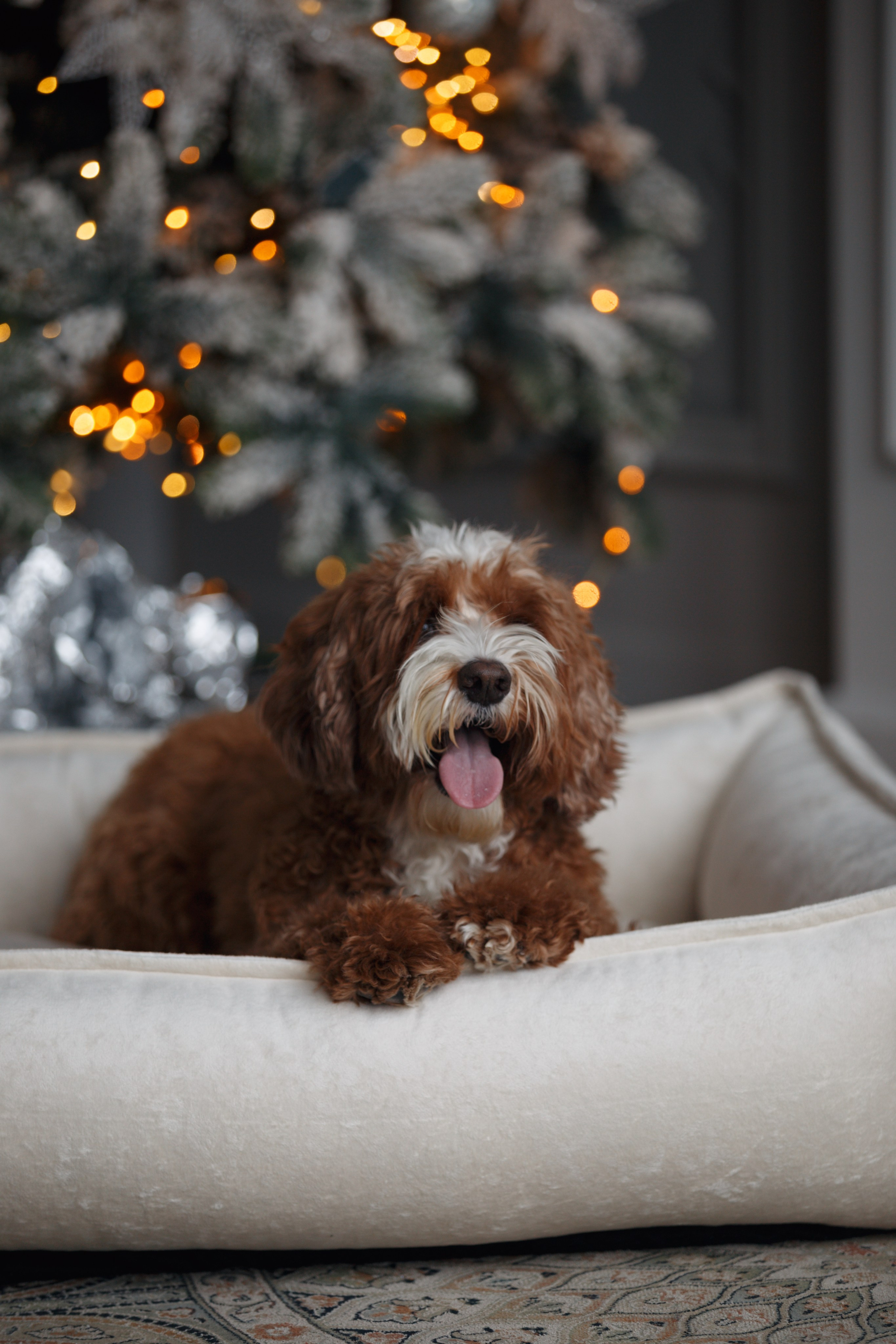 Bmbh лежанки и адресники. Фотограф анималист Кристина Карпова, Москва