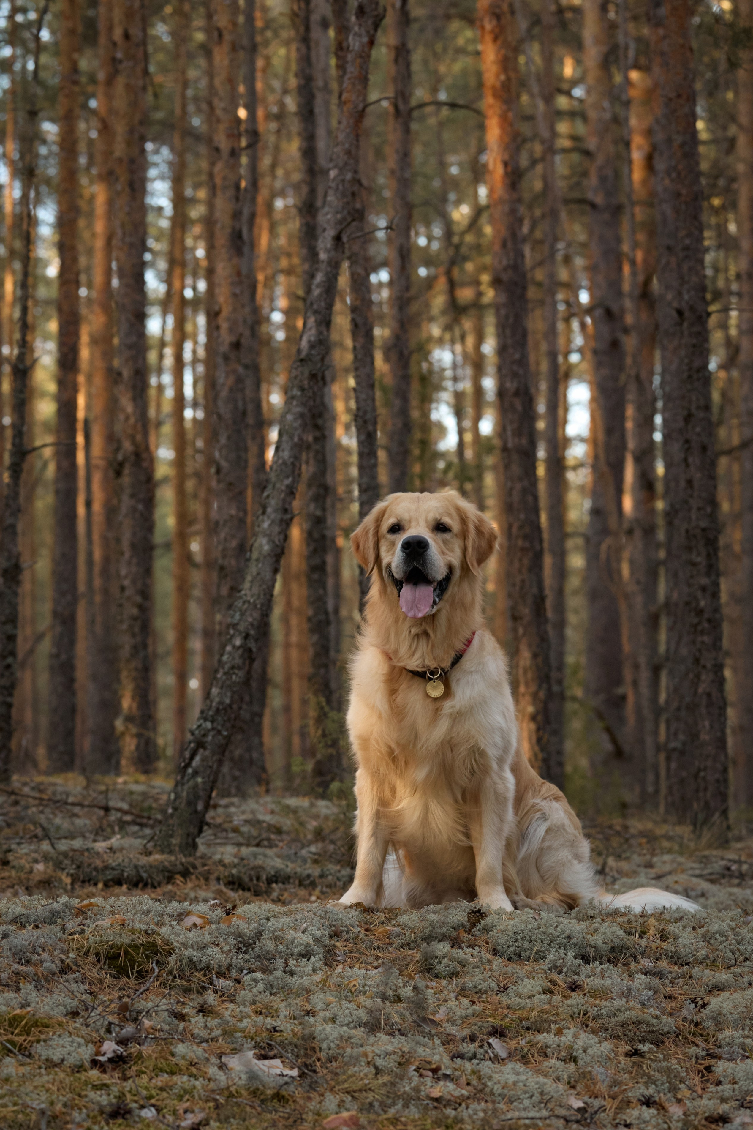 В Марийских лесах. Фотограф анималист в Казани Алина Сулейманова. Фотограф животных