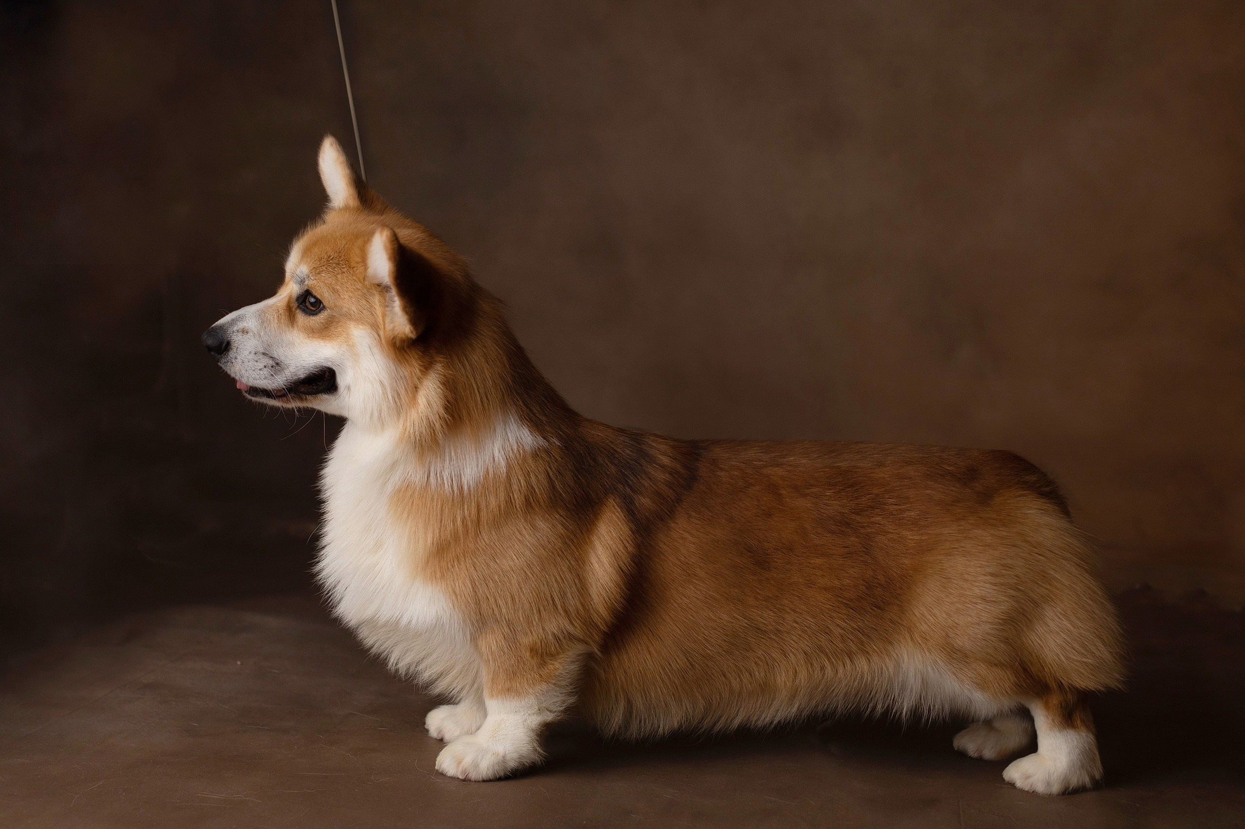 Щенки вельш корги пемброк из питомника. Питомник собак Акита, Хаски, Корги