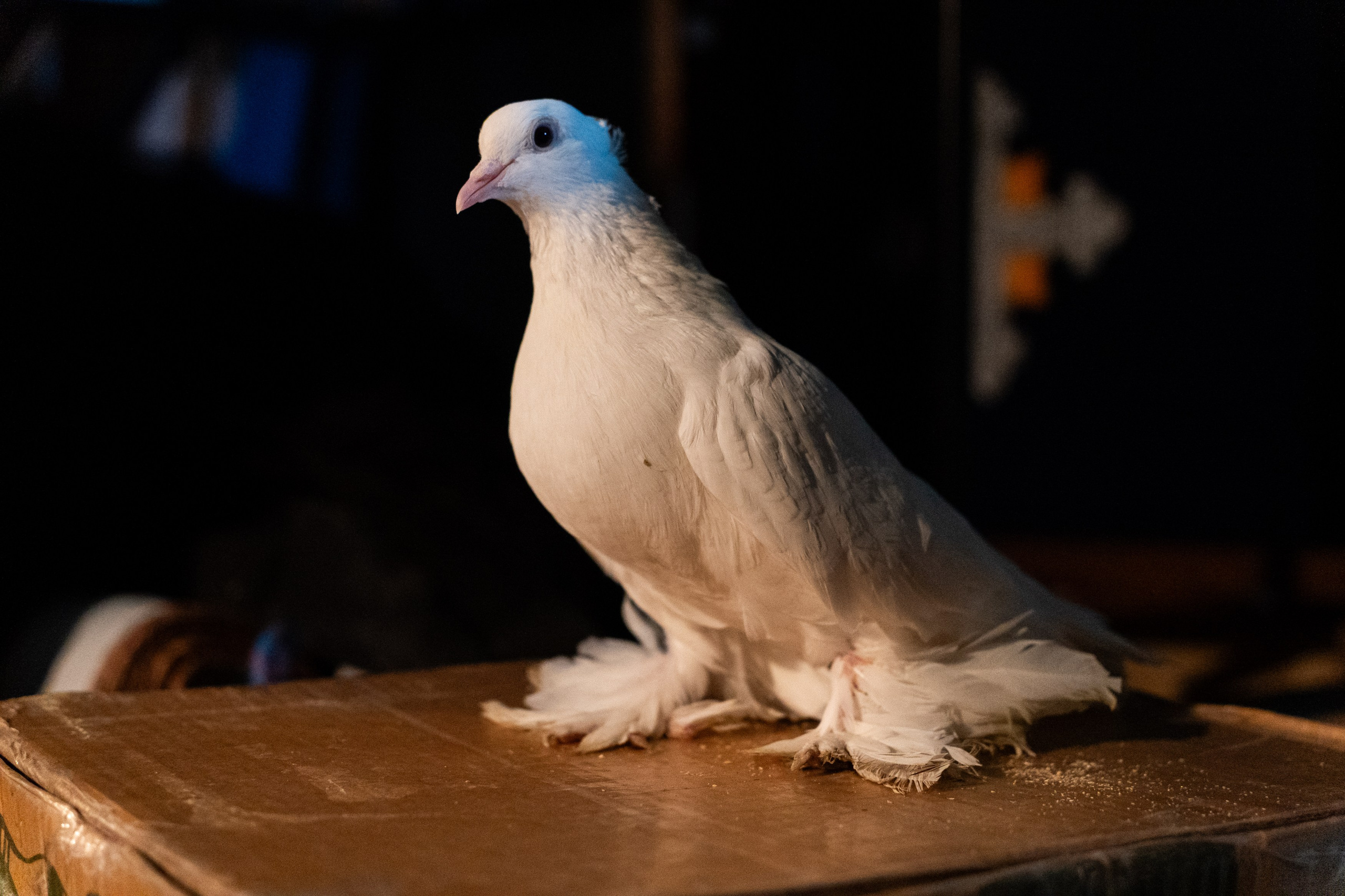 Музыкальная комедия «Любовь и голуби». Спортивный и репортажный фотограф в Иваново Сергей Силкин