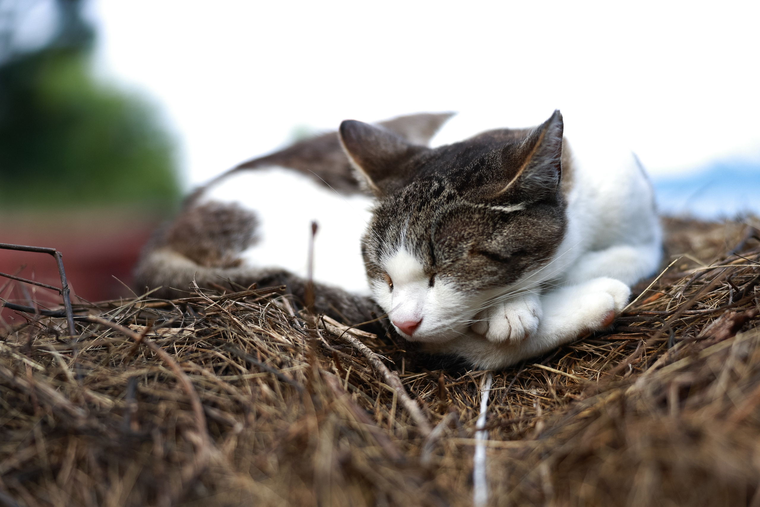 Праздник народов крайнего севера. MIG — студия спортивной фотографии Михаила Голянского