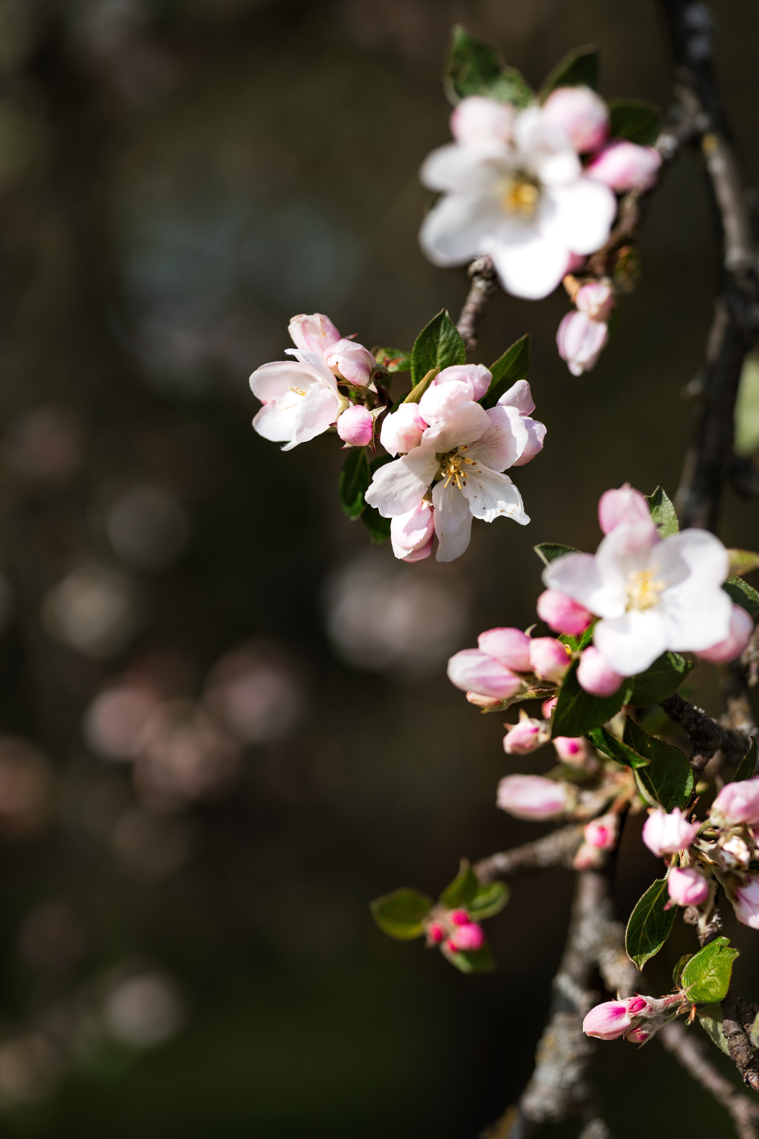 ЛОШИЦКИЙ ПАРК. Cheta Kovalevsky фотографы