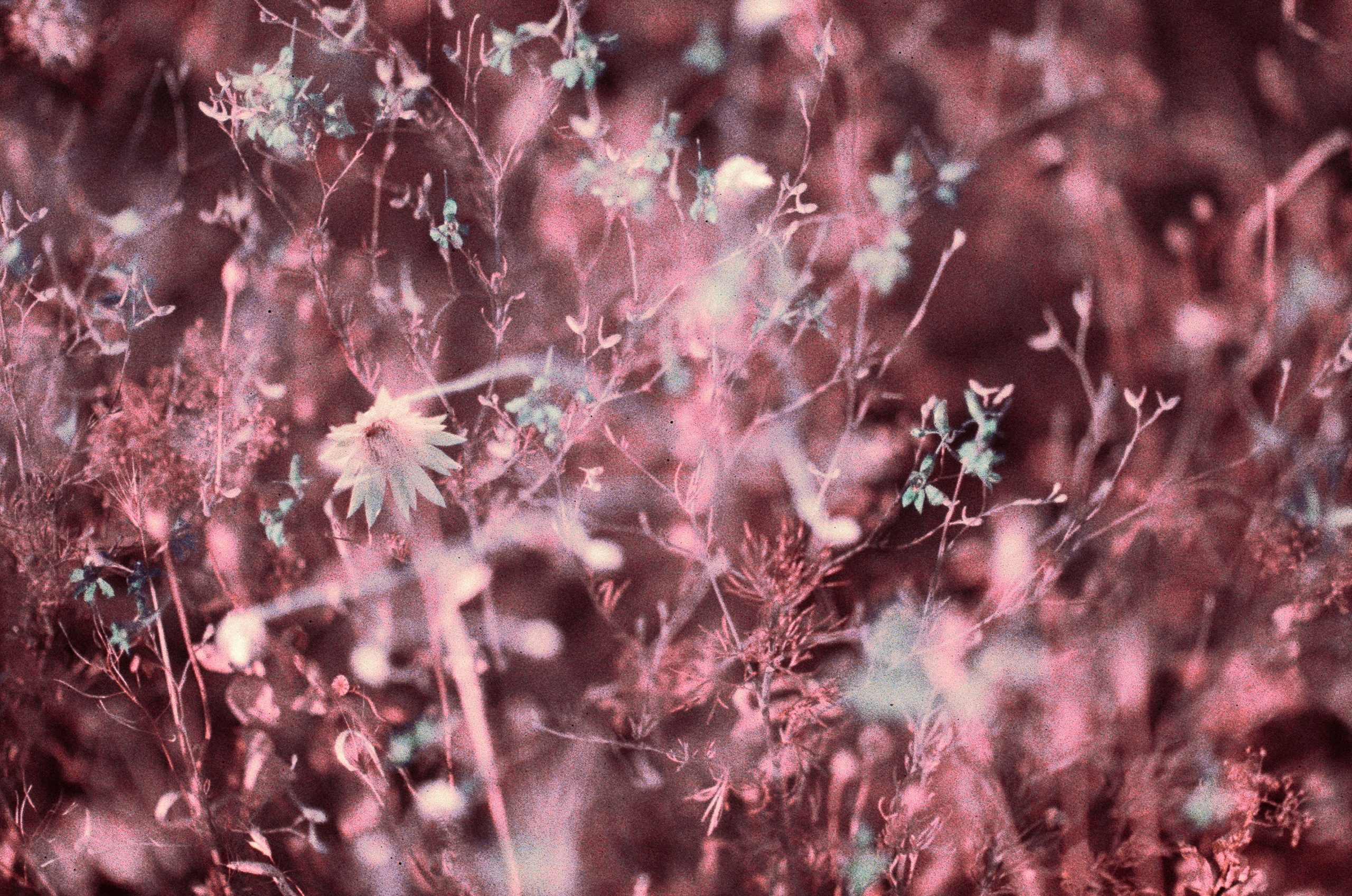 Dig it // ukraine, crimea X. EVER EXPOSED