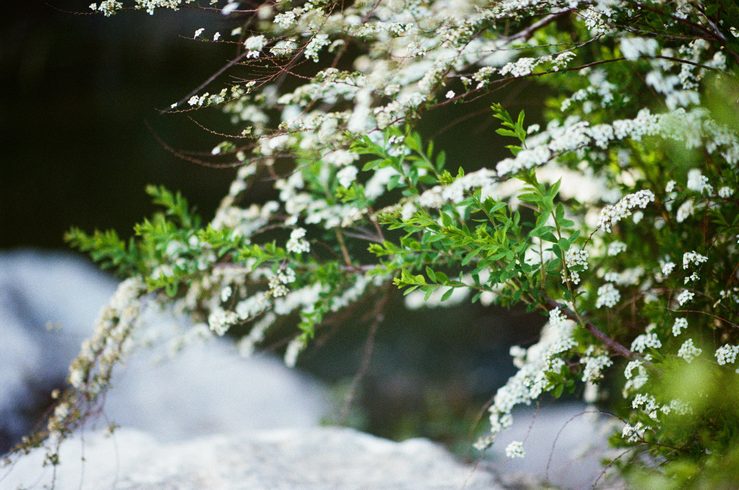 Sakura blues // ukraine, crimea IV. EVER EXPOSED