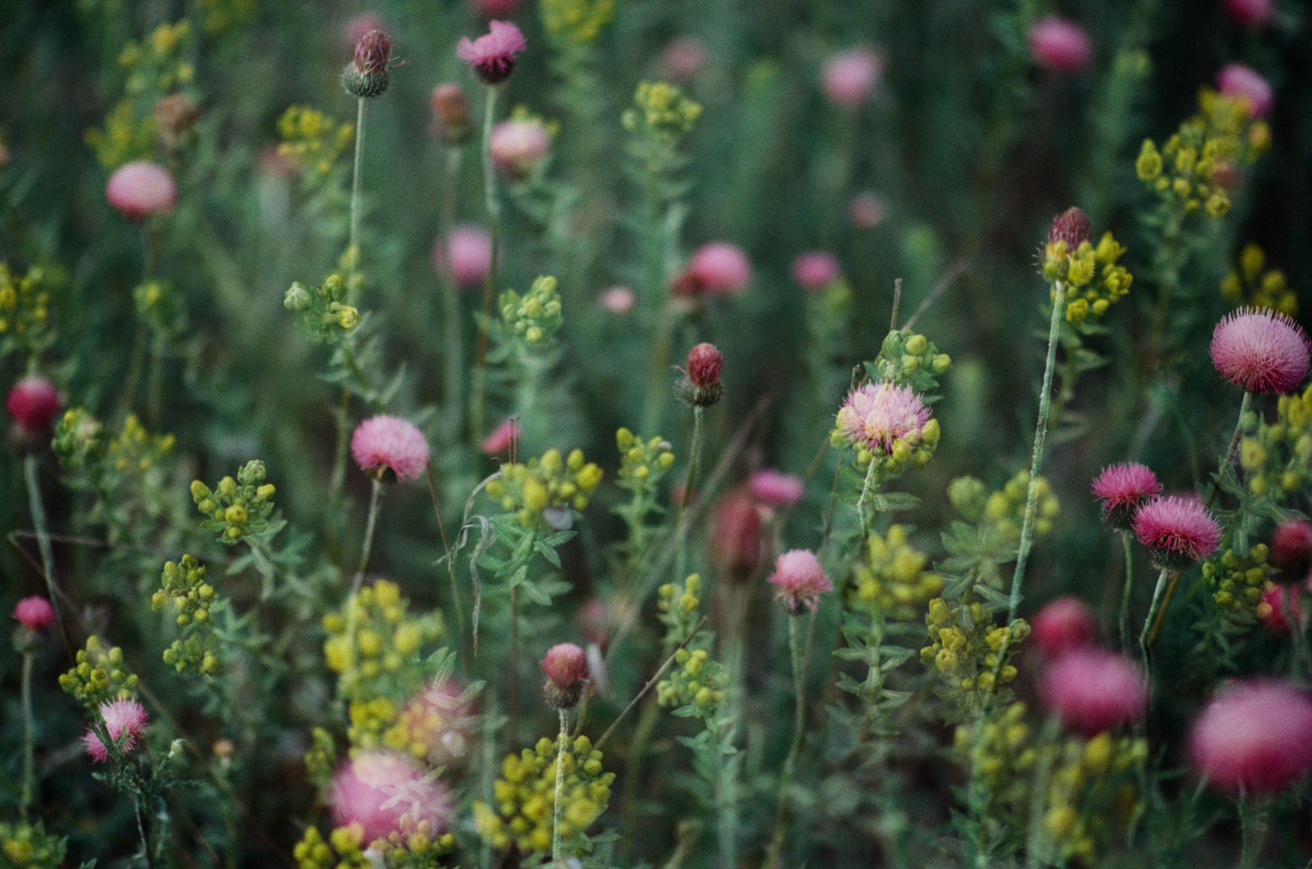 Silver strings // ukraine, crimea V. EVER EXPOSED