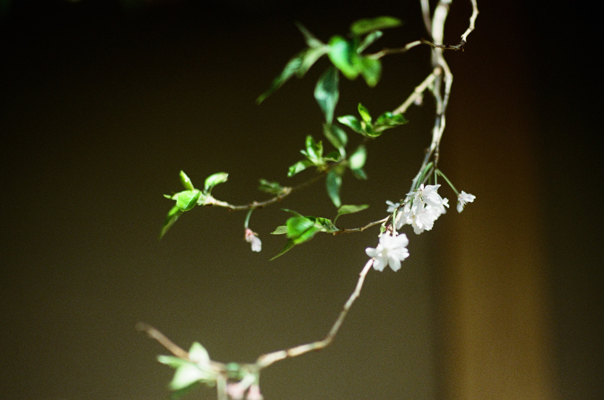 Sakura blues // ukraine, crimea VII. EVER EXPOSED