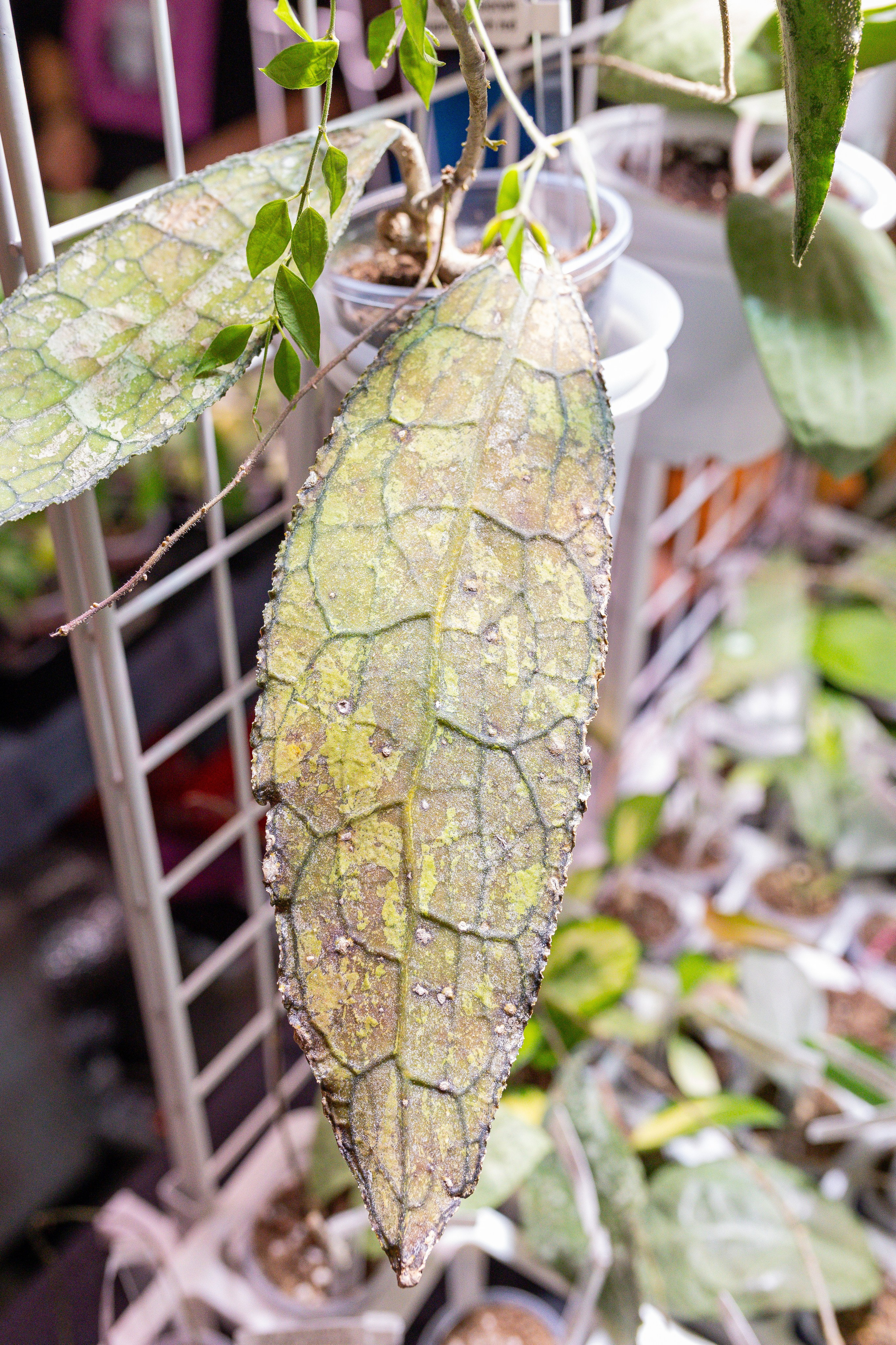 Growbox декабрь 2025. Александра Куликова фотограф, Москва