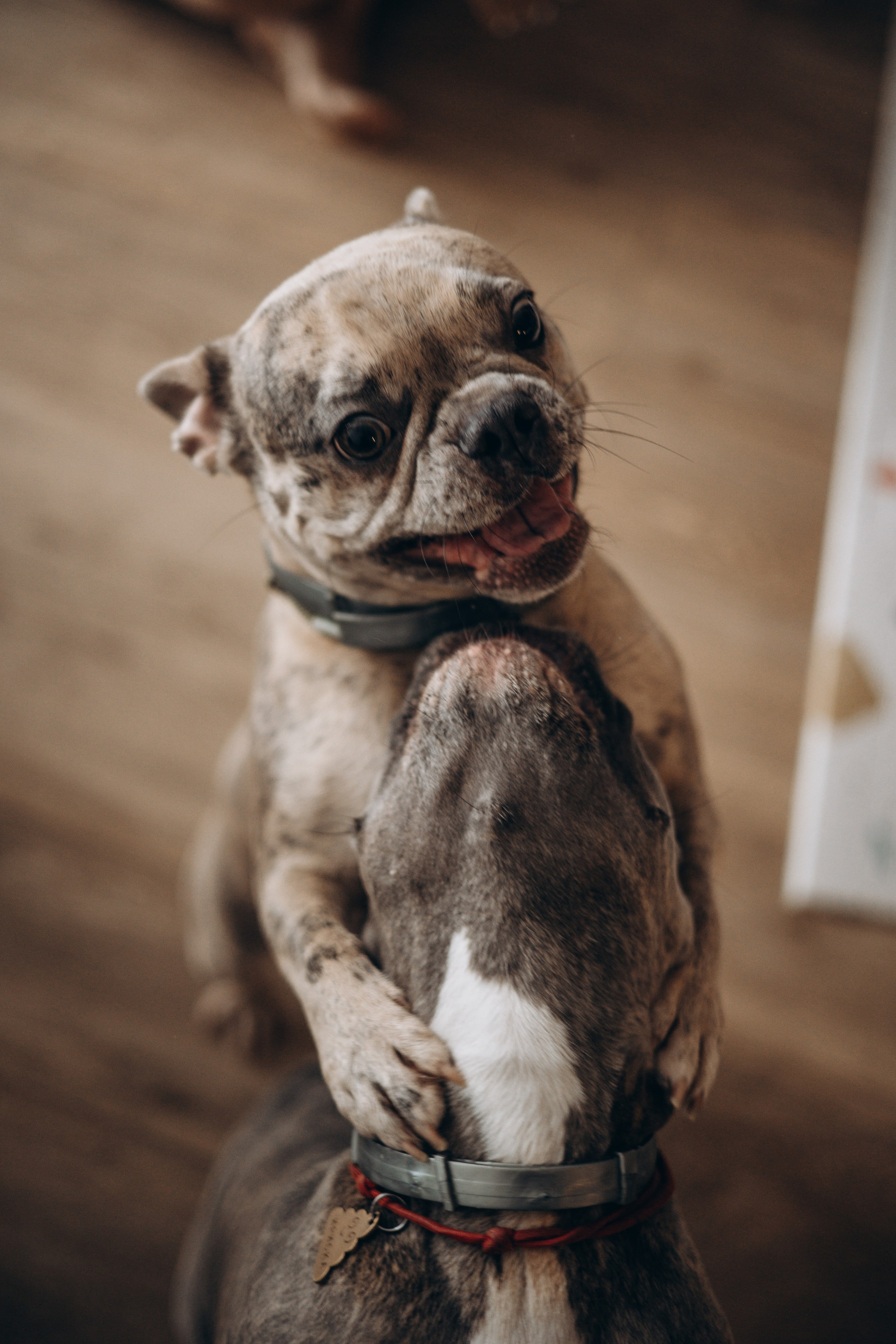 Соня и ее семья. Фотограф — Анималист | Санкт-Петербург