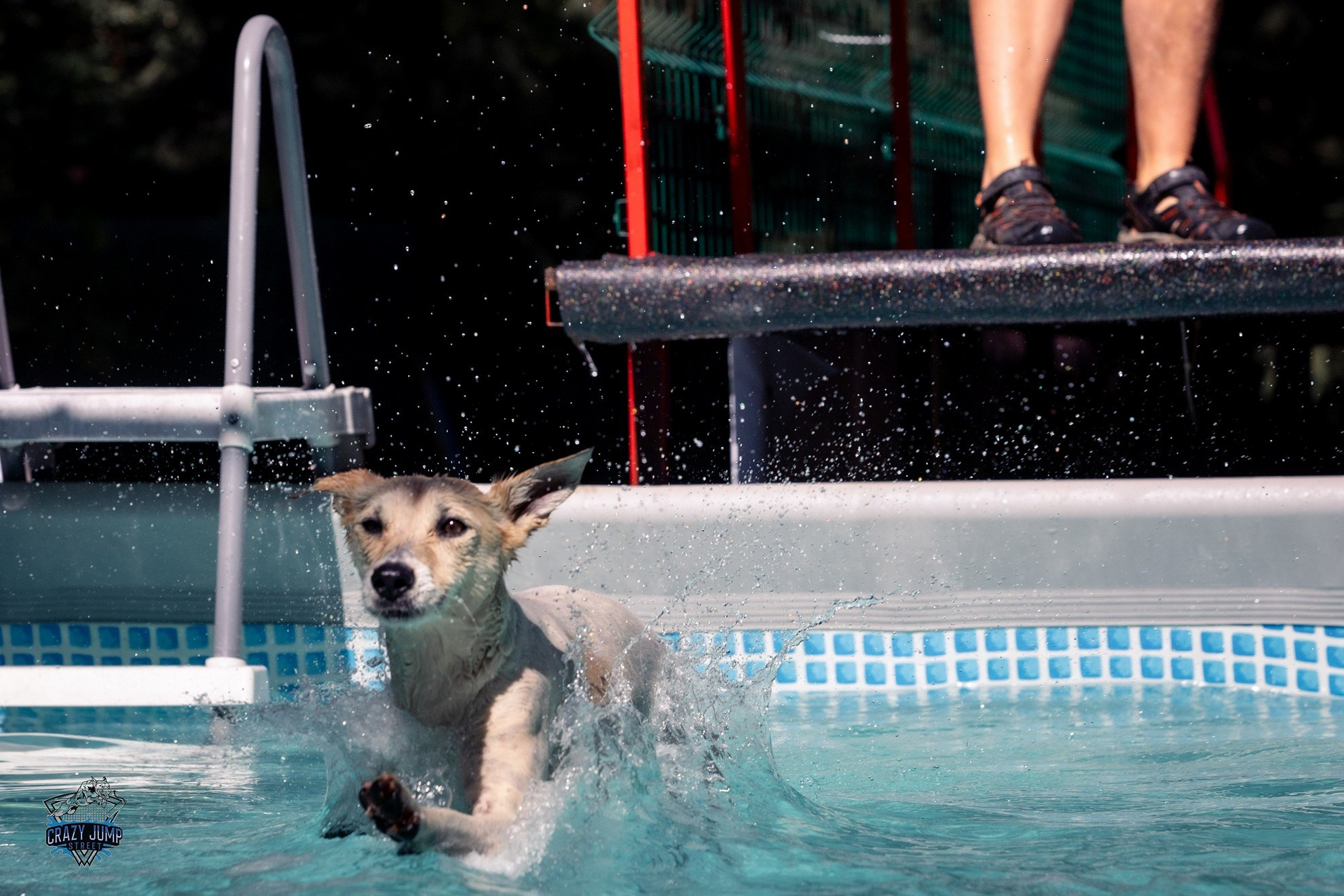 Собаки, спорт, Док дайвинг. Свадебный и репортажный фотограф в Москве и Московской области