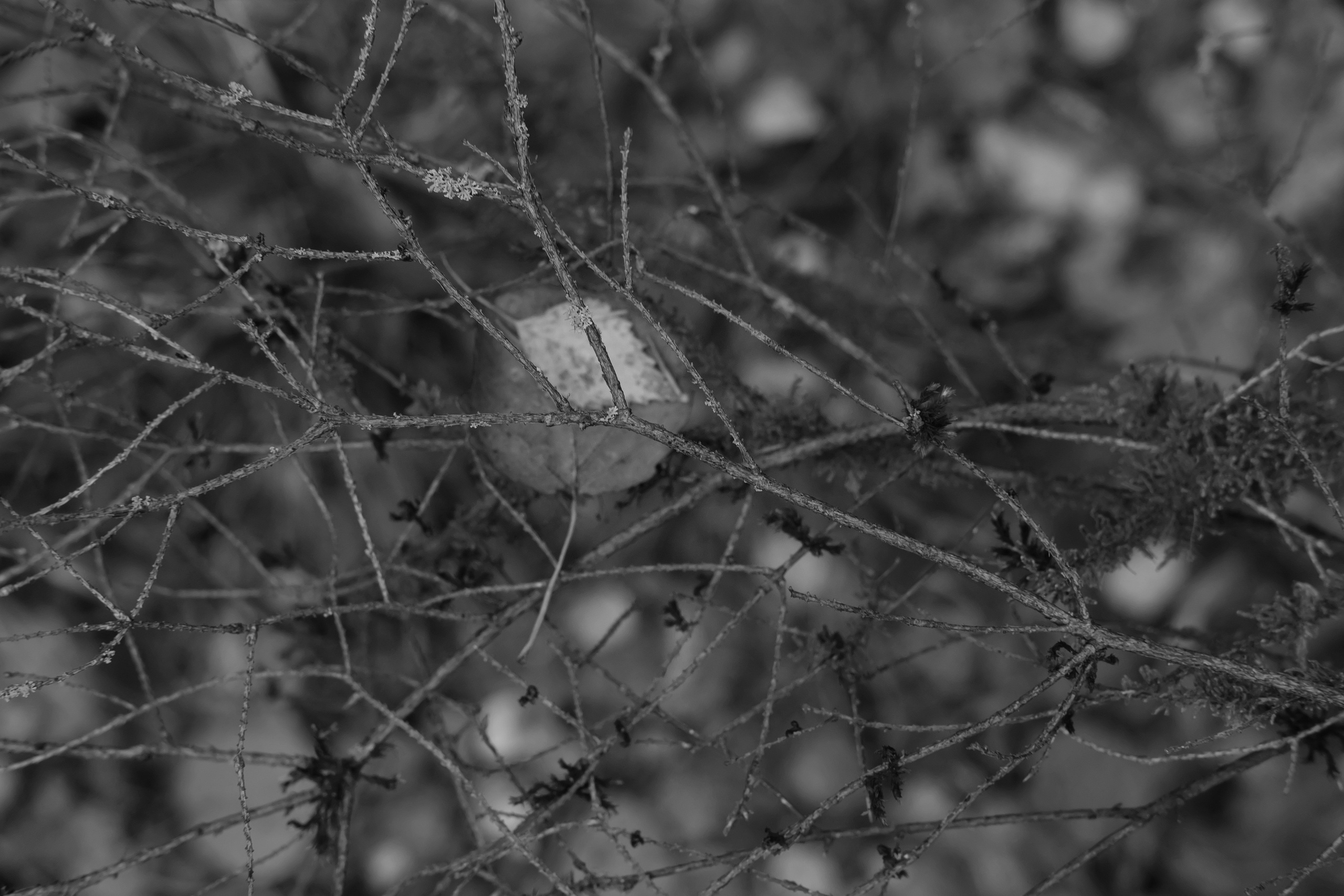 Фотограф Владимир Кононенко