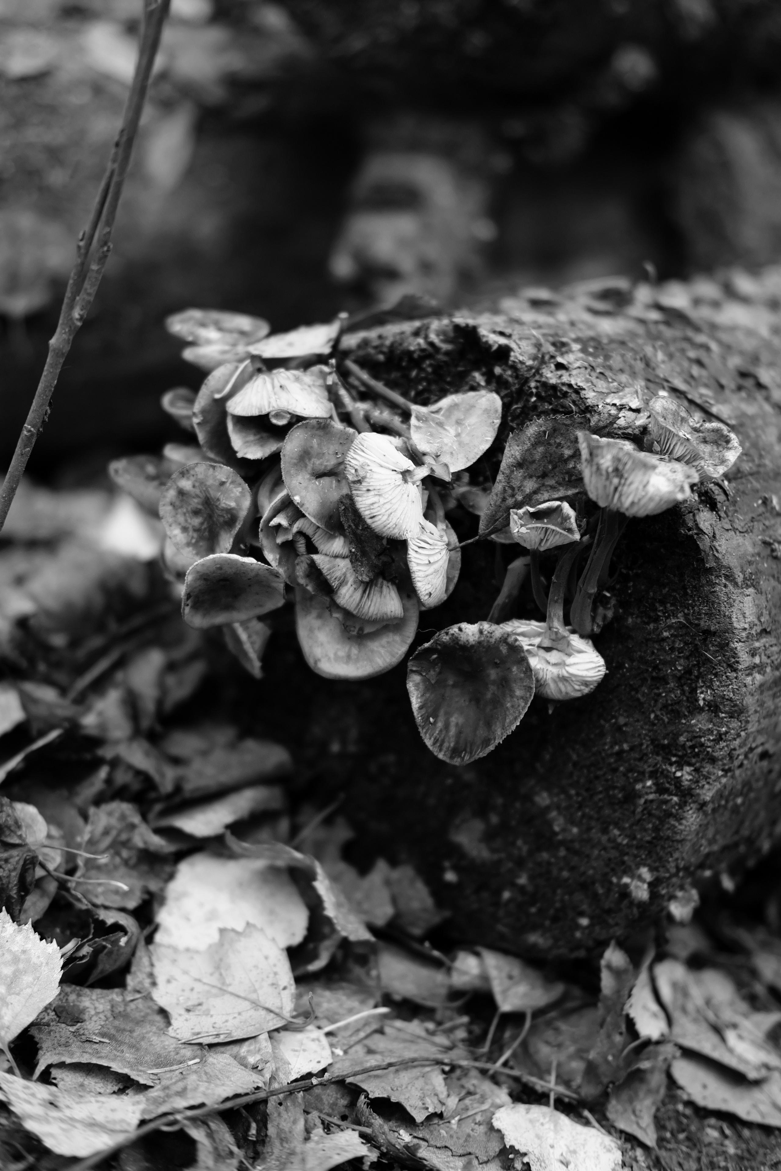 Фотограф Владимир Кононенко