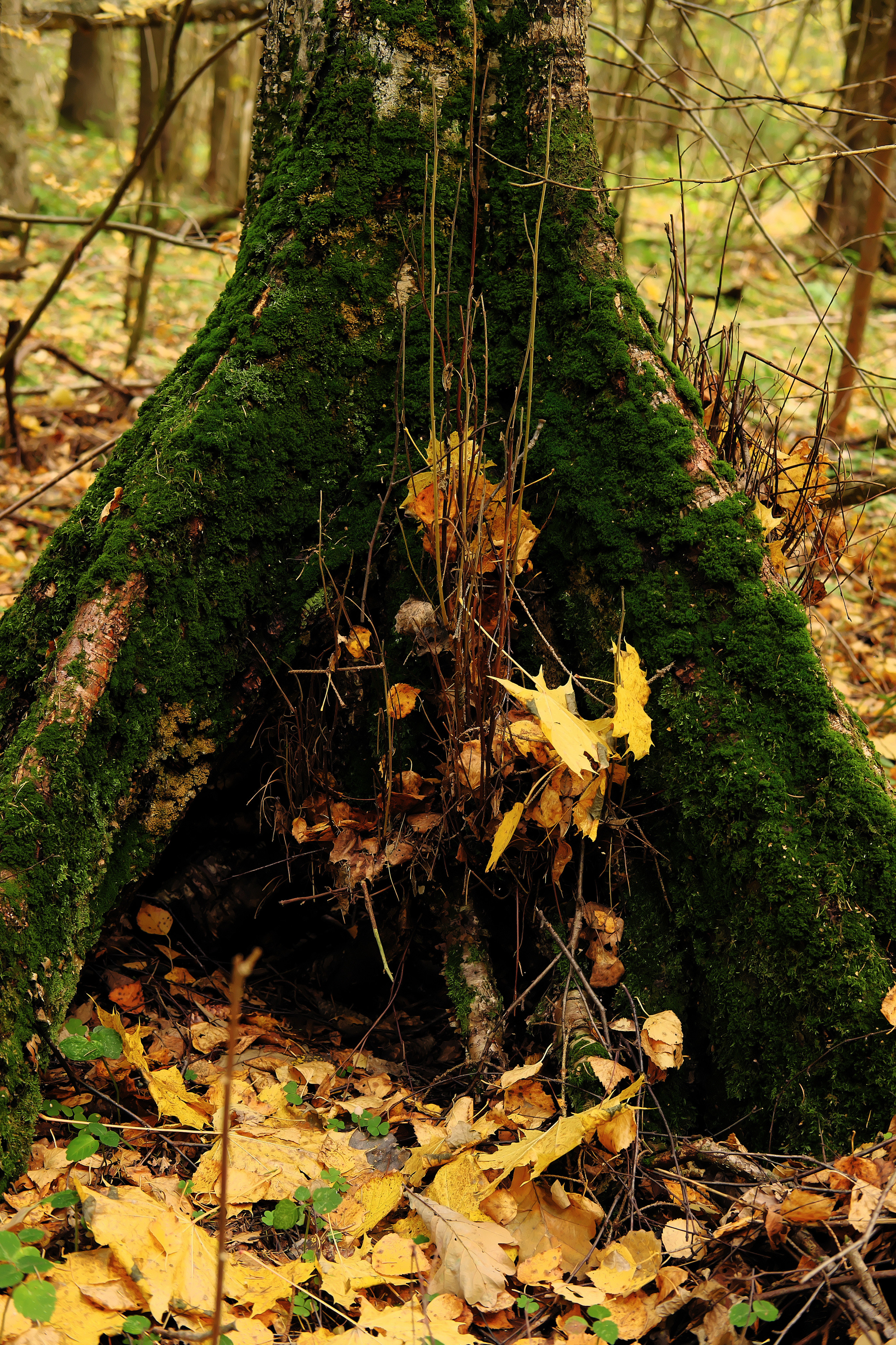 Фотограф Владимир Кононенко