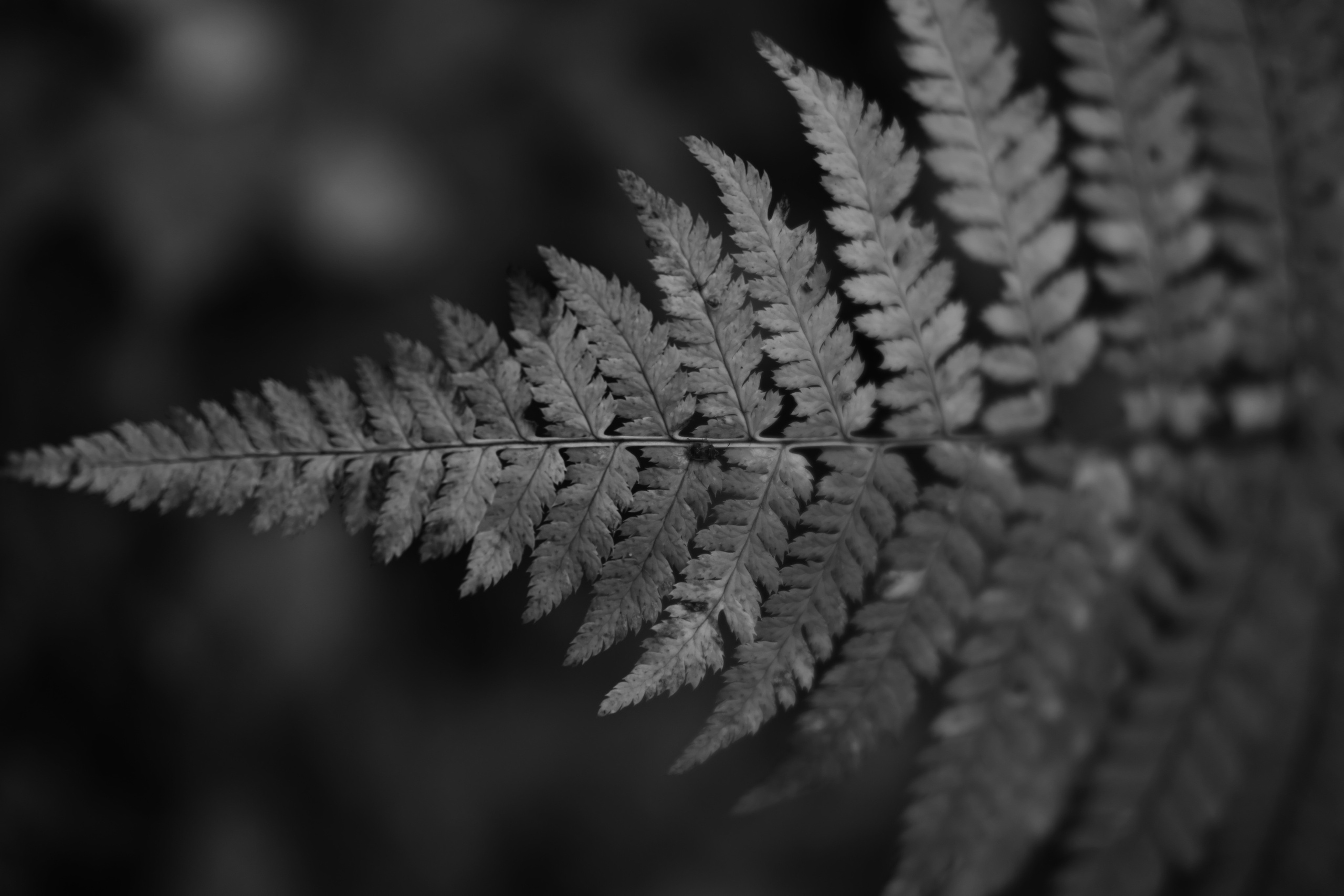 Фотограф Владимир Кононенко