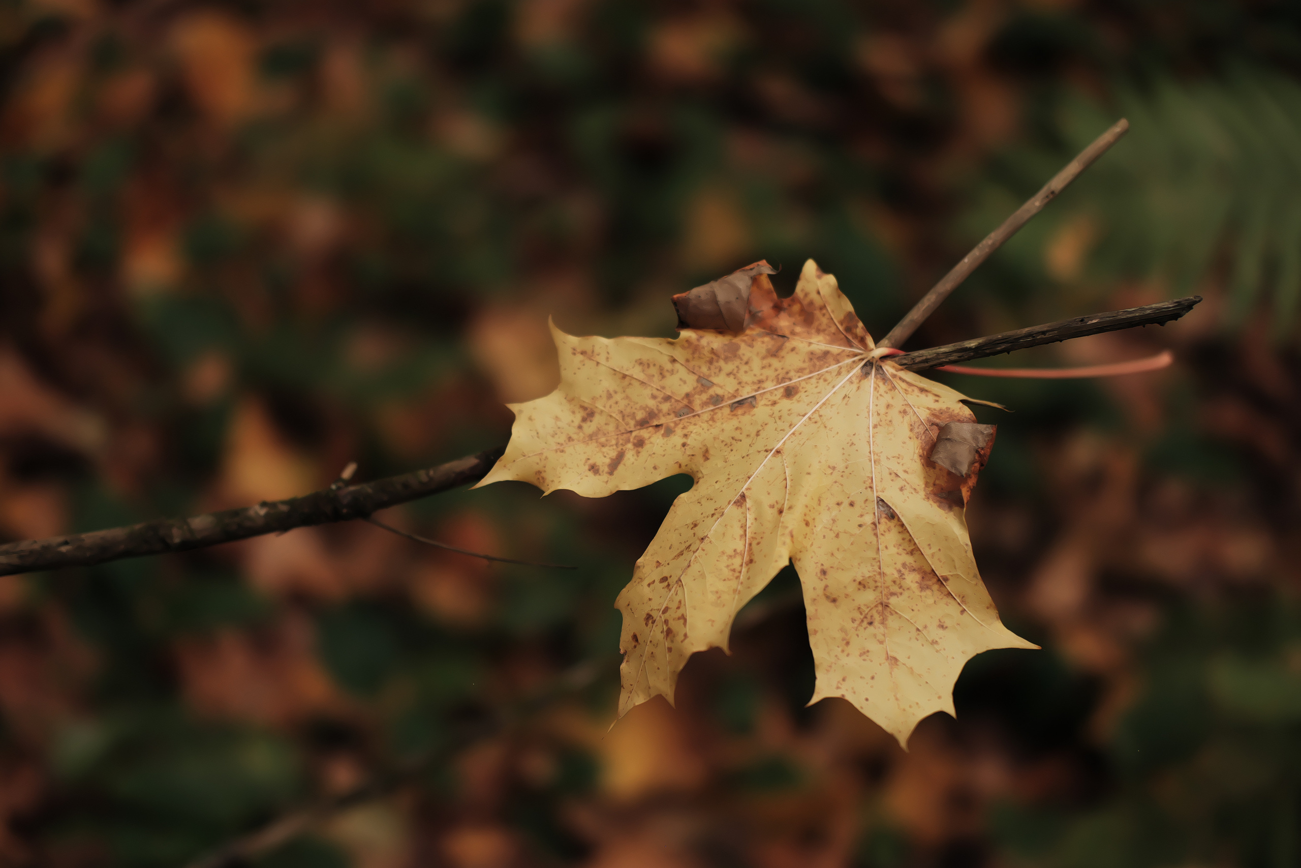 Фотограф Владимир Кононенко