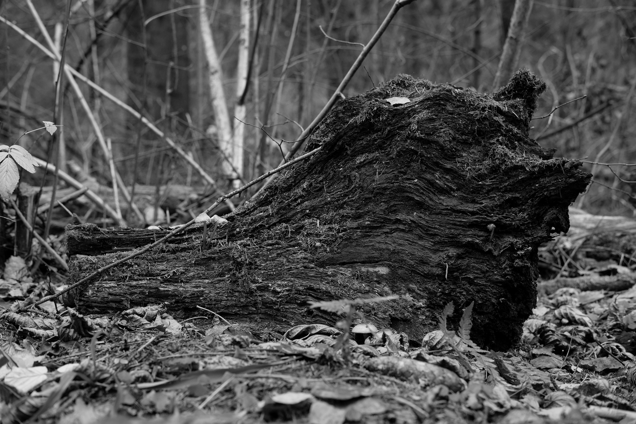 Фотограф Владимир Кононенко