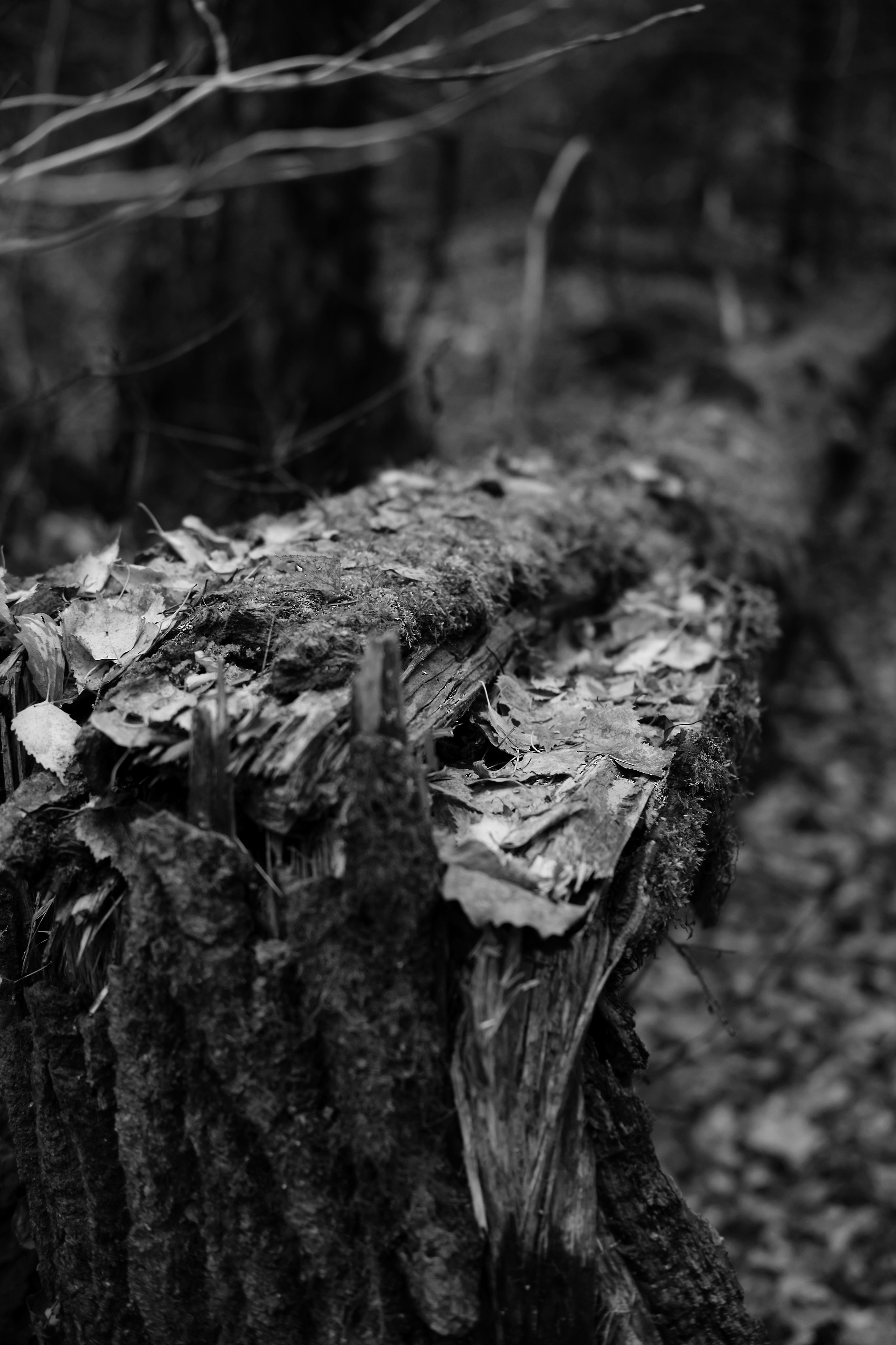 Фотограф Владимир Кононенко