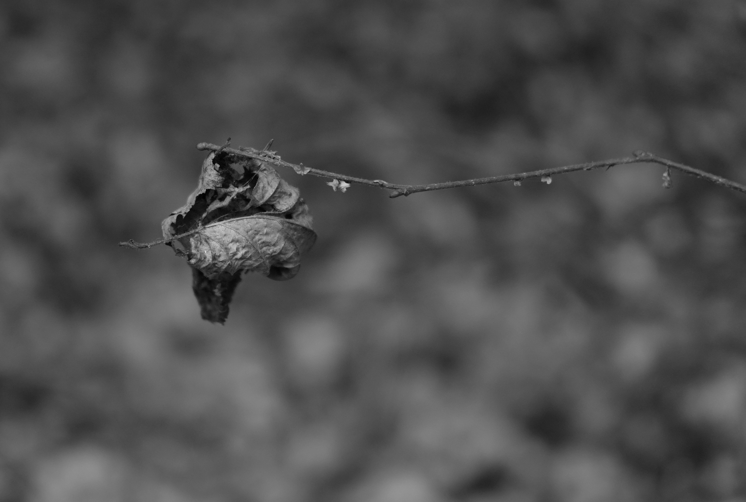 Фотограф Владимир Кононенко