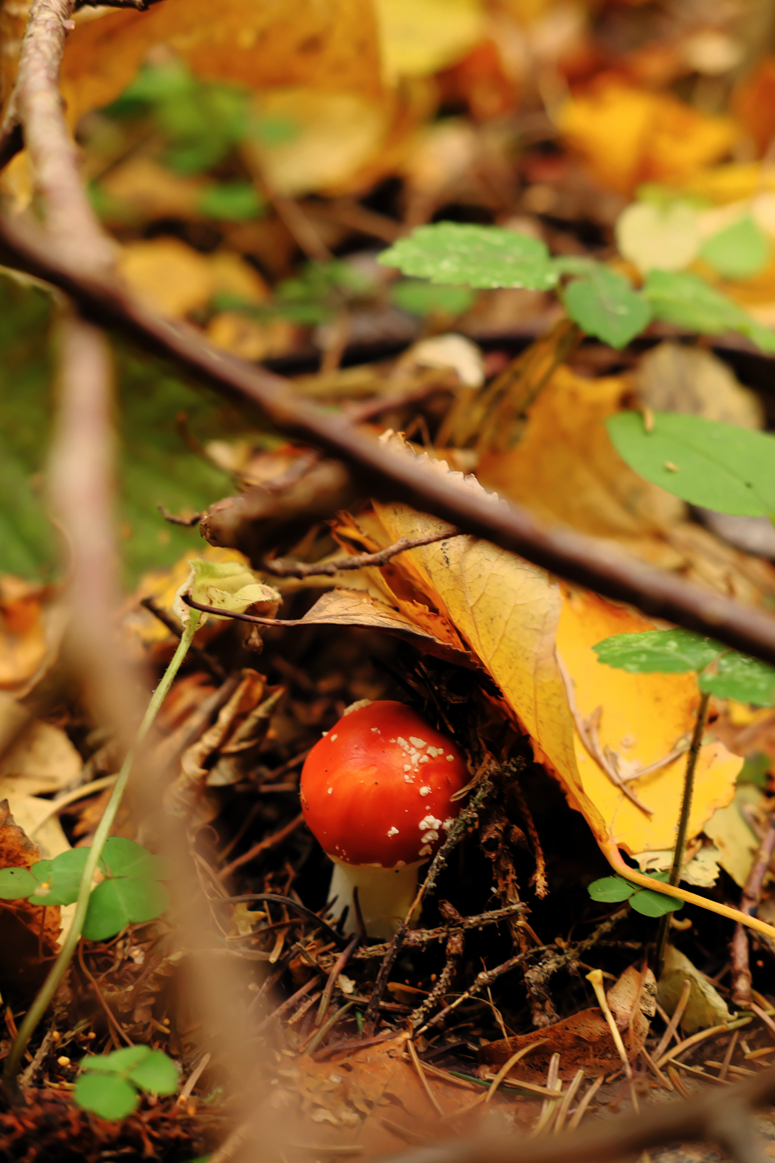 Фотограф Владимир Кононенко