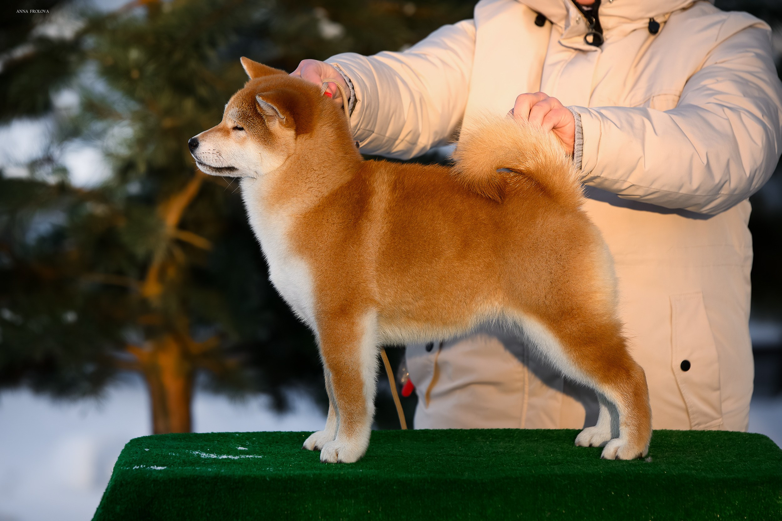 SHIBA. SHIOMARU Shiba and Akita Inu Kennel