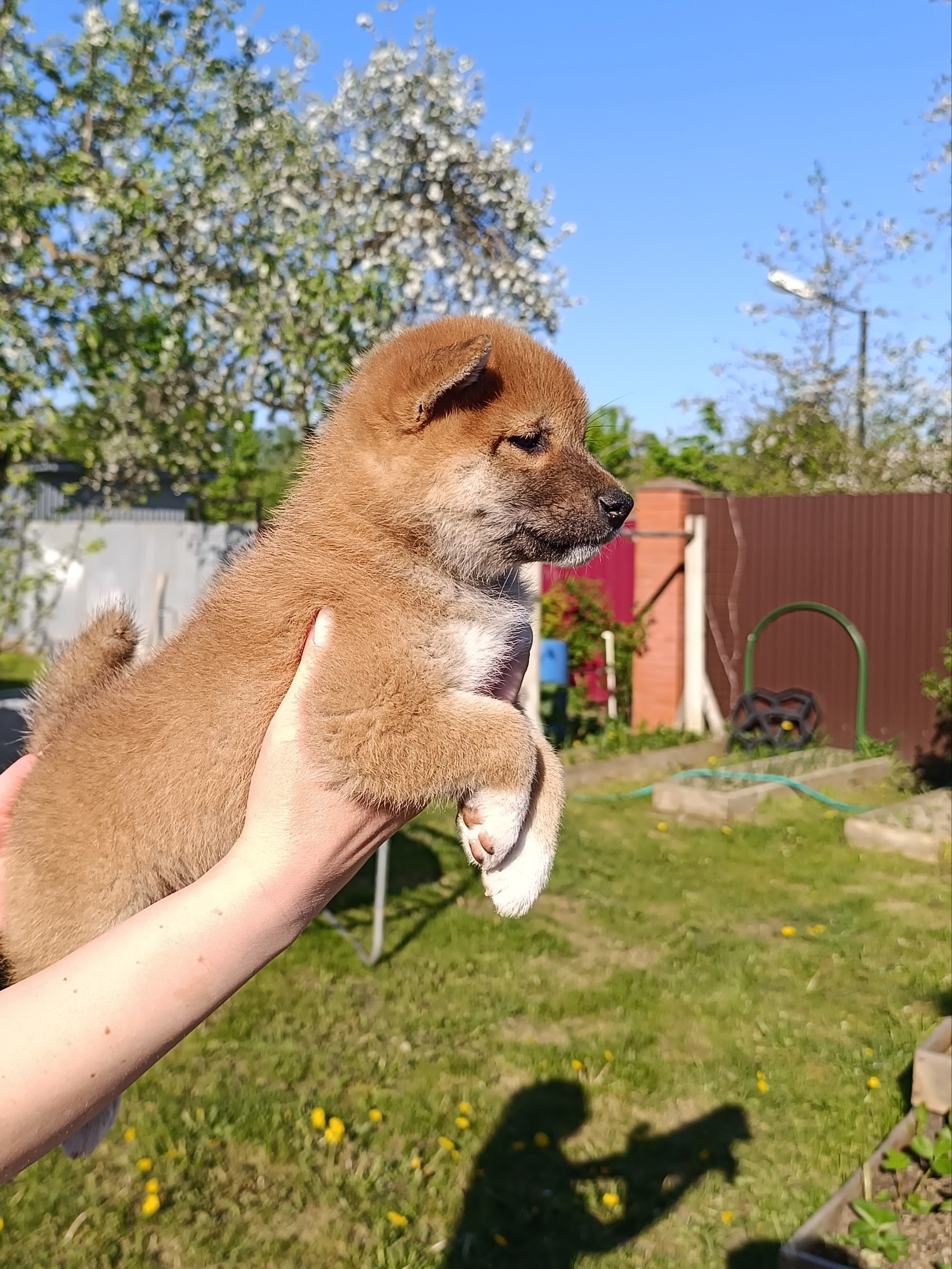 Сиба Rubylight Fumiko питомник Рубилайт