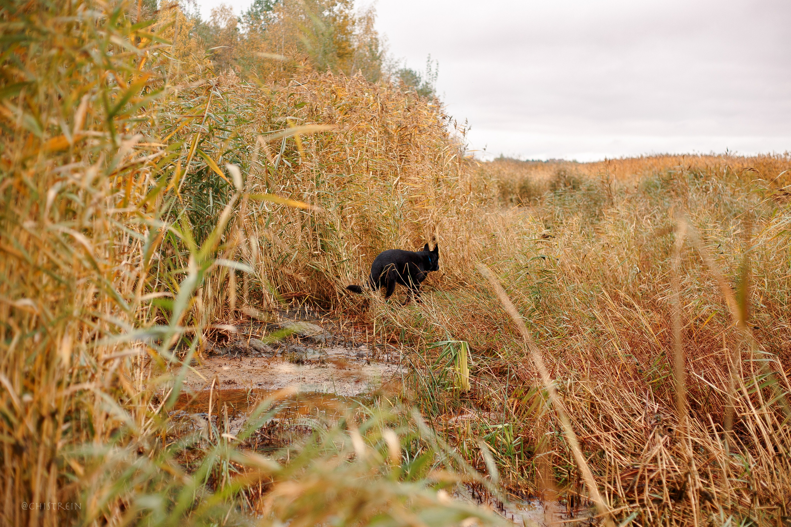 Дальний пирс. Фотограф-анималист Наталия Чистюхина в г. Сосновый Бор и ЛО
