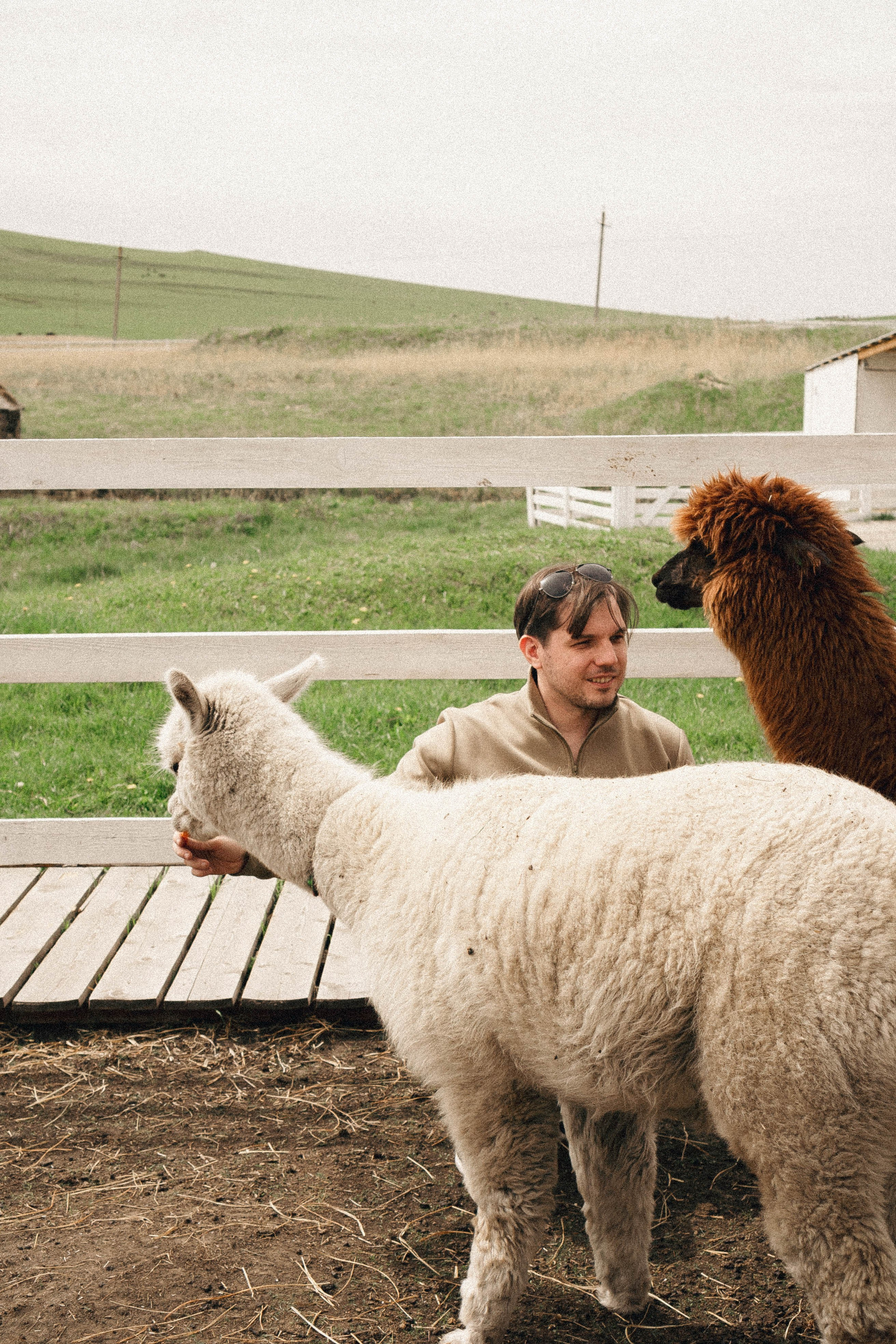 Ферма Альпак. Профессиональный фотограф, Санкт-Петербург — Виктория Богомолова