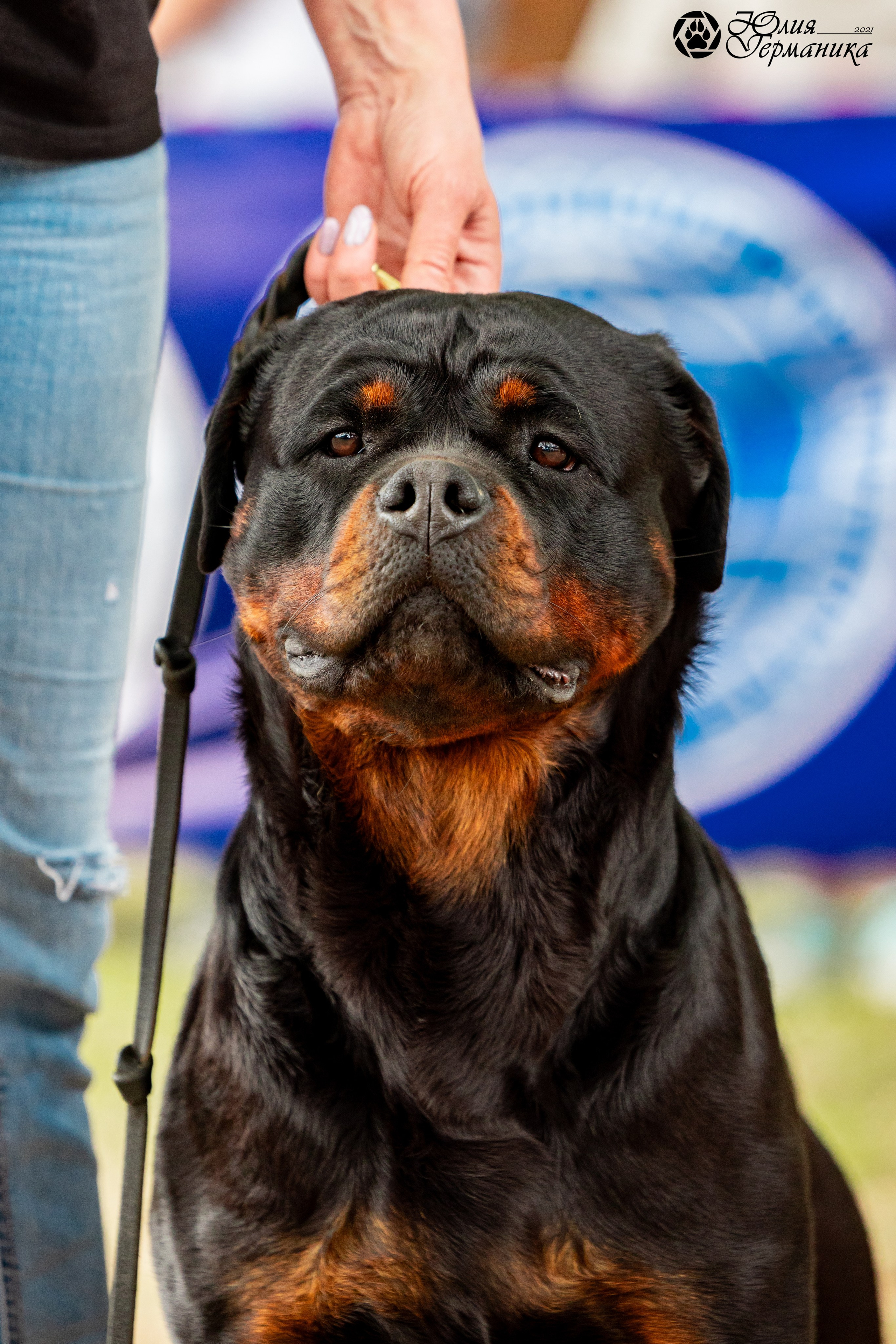 Саратов моно ротвейлеров 26-27.04.2025. Фотограф-анималист Юлия Германика