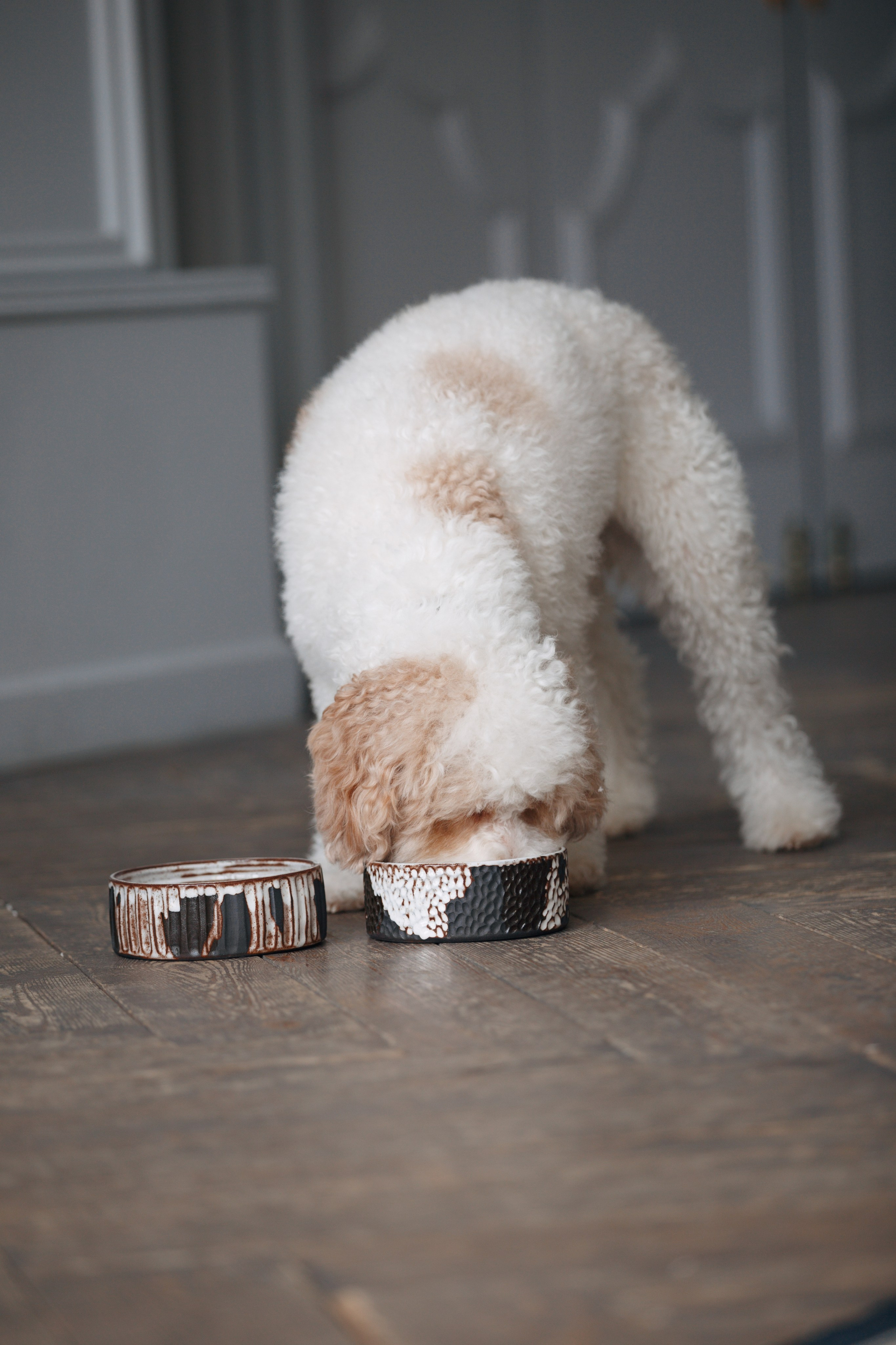 Bmbh лежанки и адресники. Фотограф анималист Кристина Карпова, Москва