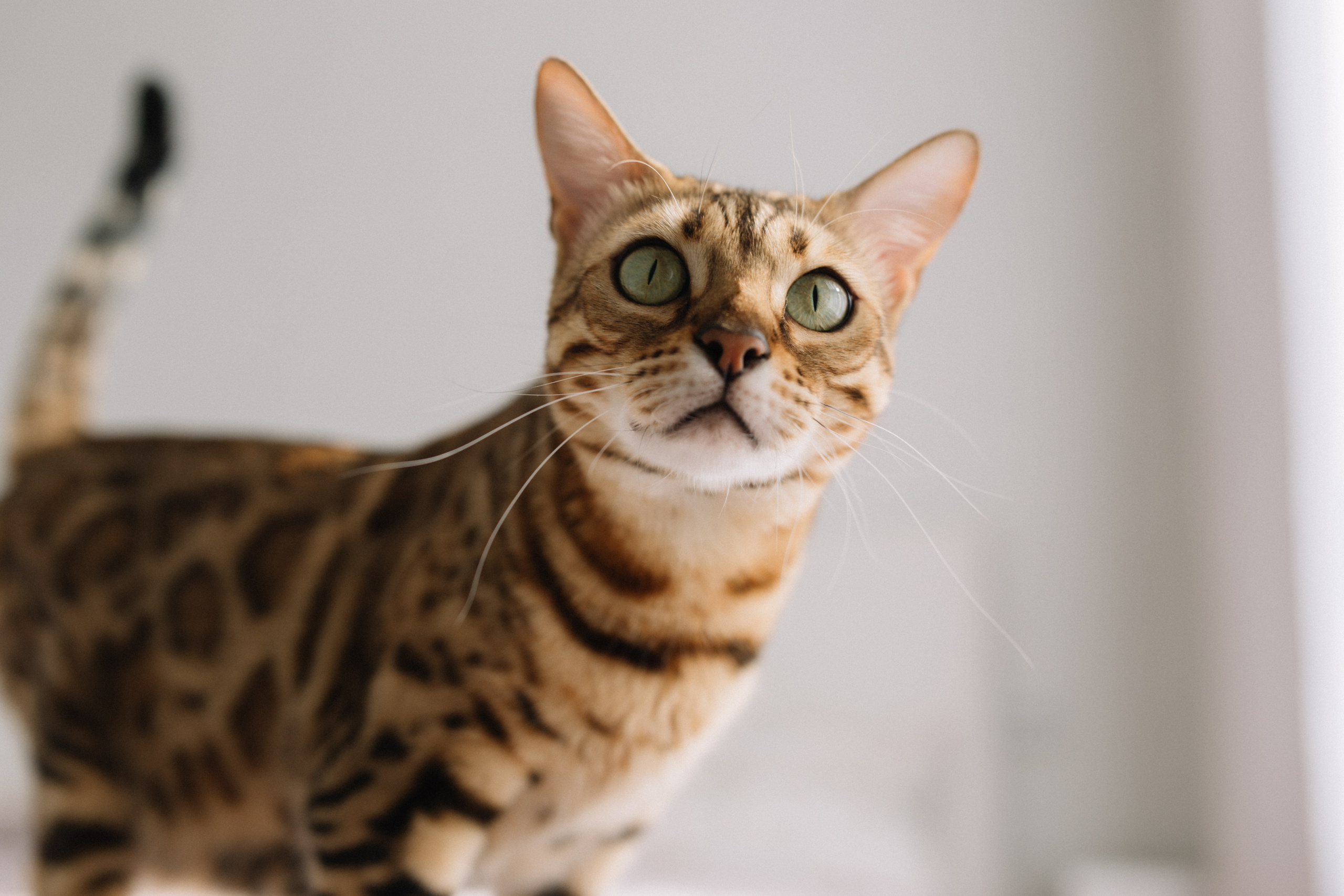 Тима, Мила, Алёша, Алисия домашняя. Семейный фотограф в Волгограде Надежда Головко