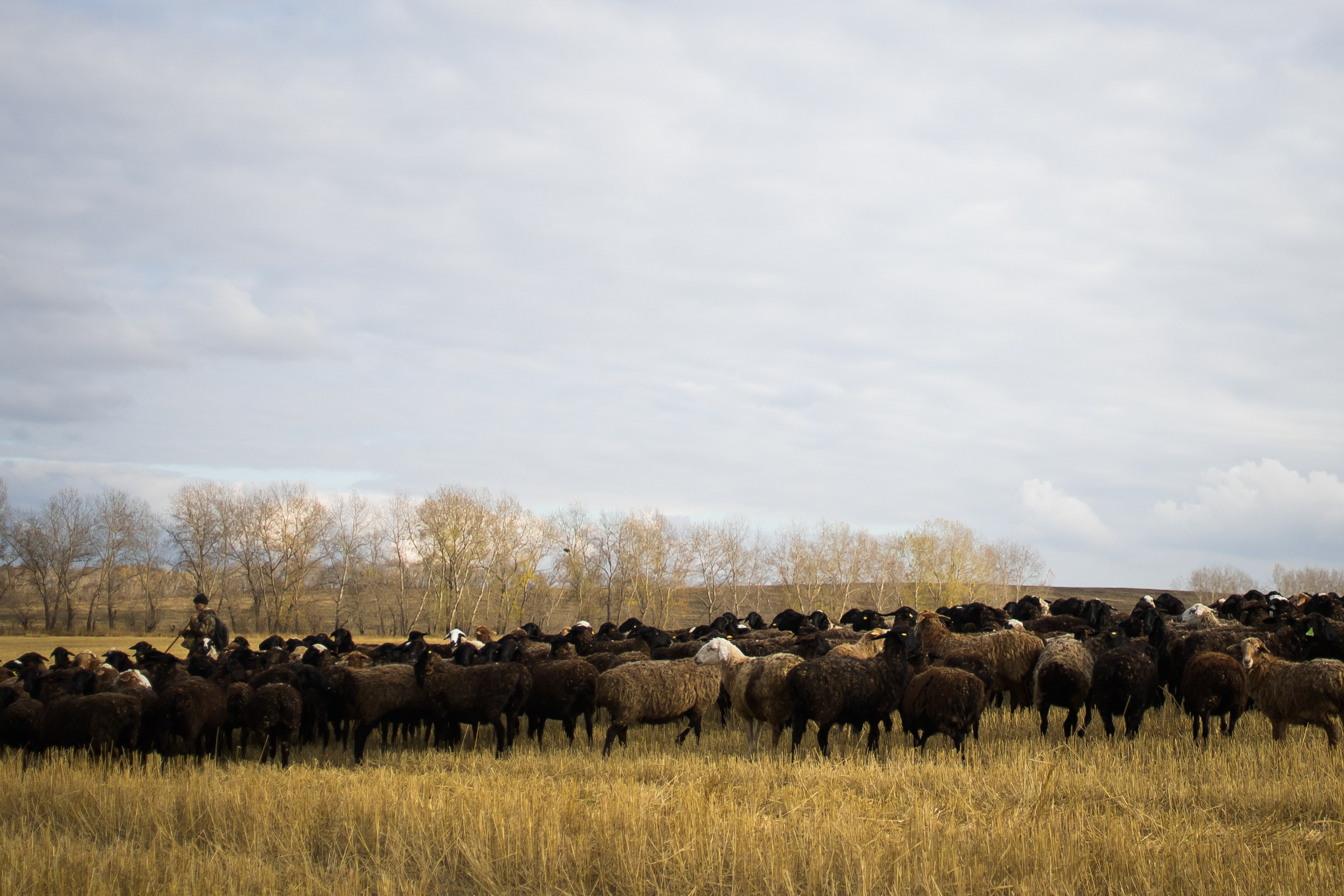 Гулять по полям. Свадебный фотограф Марьям Сайфулина г. Красноярск