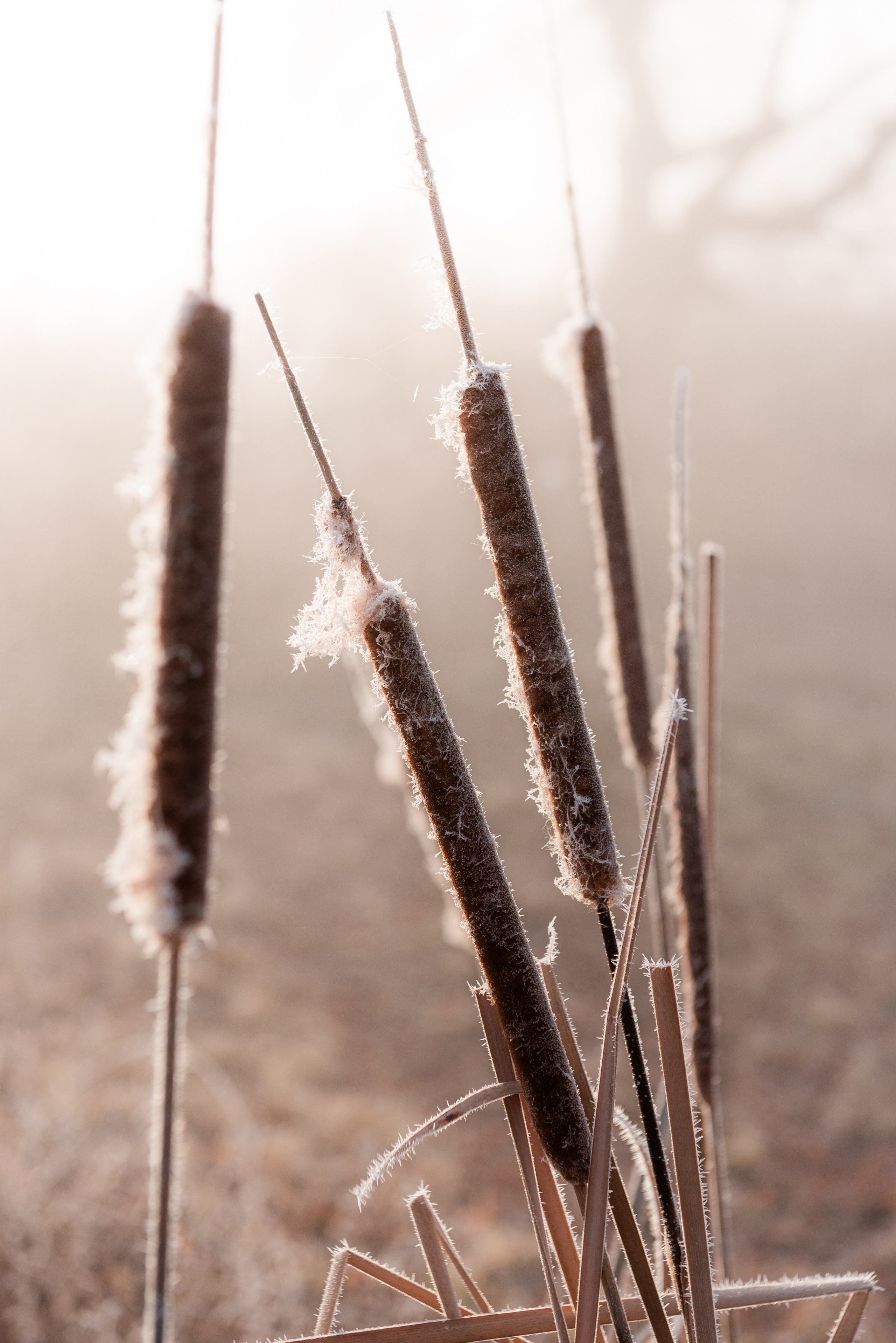 Фотографии утреннего тумана под Волжским. Фотограф в Волгограде и Волжском Александр Горбань