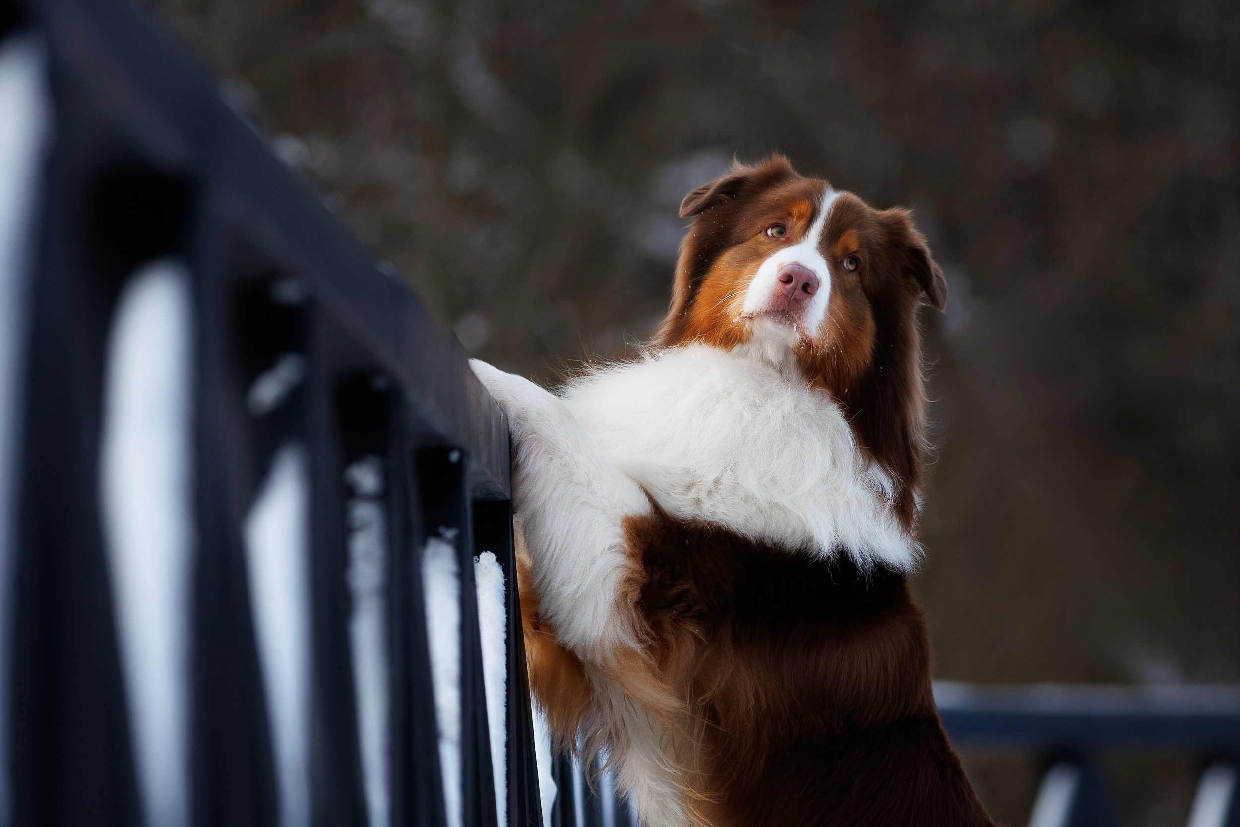 Марик и Дэн. Фотограф-анималист в Москве и Московской области Татьяна Фролова