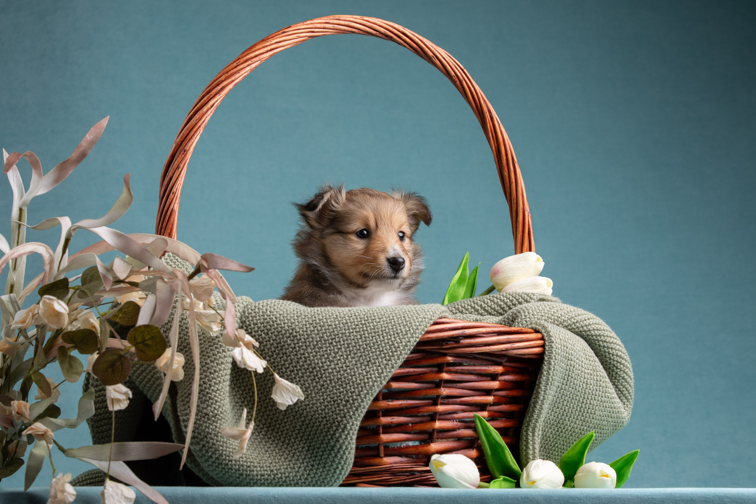 Фото соболиных щенков шелти в возрасте 7 недель на голубом фоне. Фотограф-анималист в Москве и Московской области Татьяна Фролова