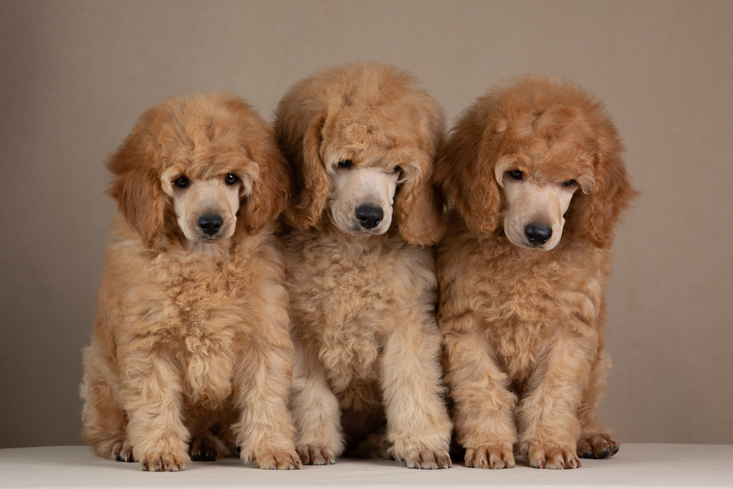Фотосессия для щенков пуделя с выездом в Щербинку. Фотограф-анималист в Москве и Московской области Татьяна Фролова
