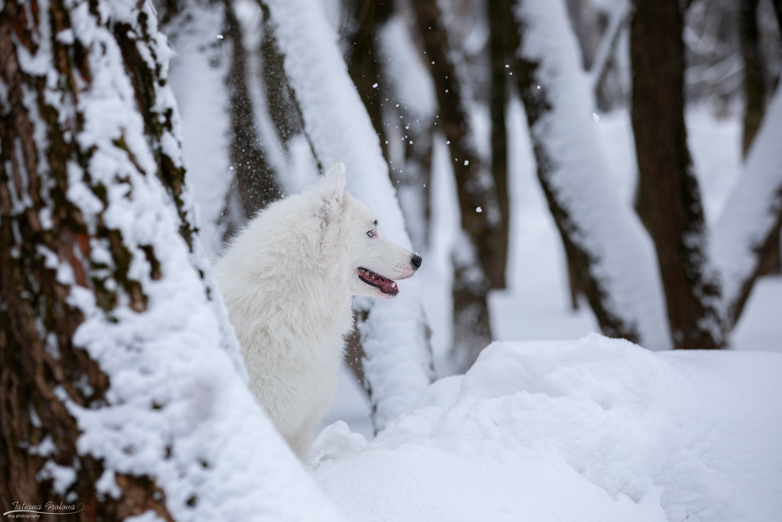 Фотопрогулка в парке Измайлово с якутской лайкой и его хозяйкой. Фотограф-анималист в Москве и Московской области Татьяна Фролова