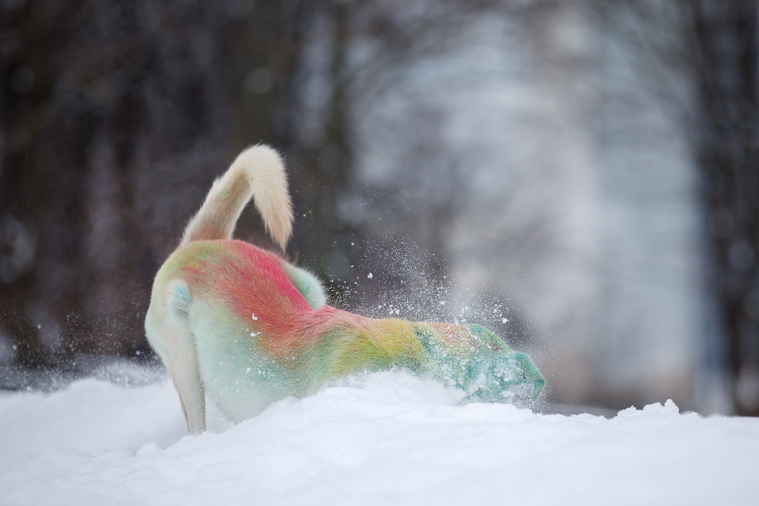 Фотопрогулка с Авророй и Амуром в Гольяново. Фотограф-анималист в Москве и Московской области Татьяна Фролова