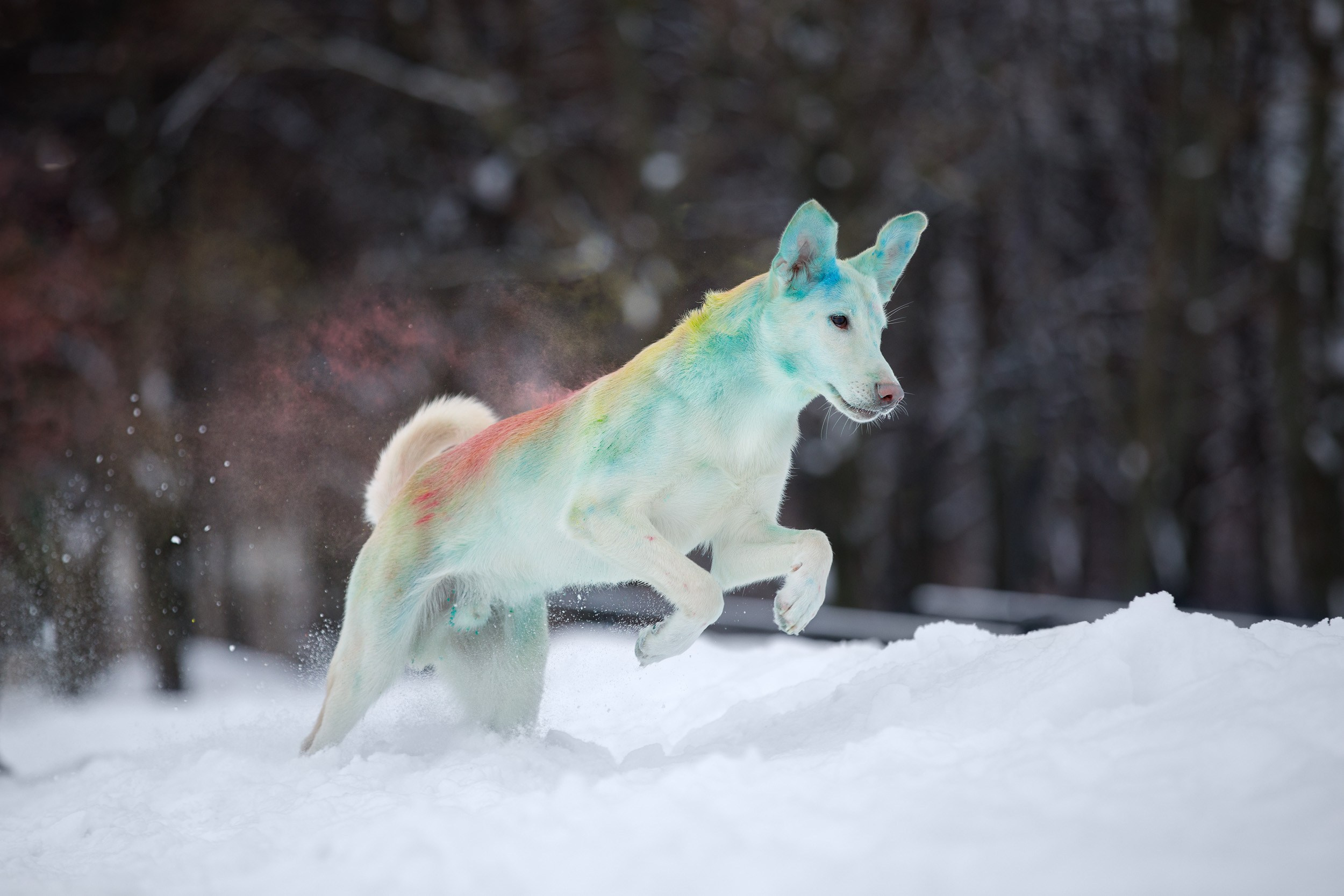 Фотопрогулка с Авророй и Амуром в Гольяново. Фотограф-анималист в Москве и Московской области Татьяна Фролова