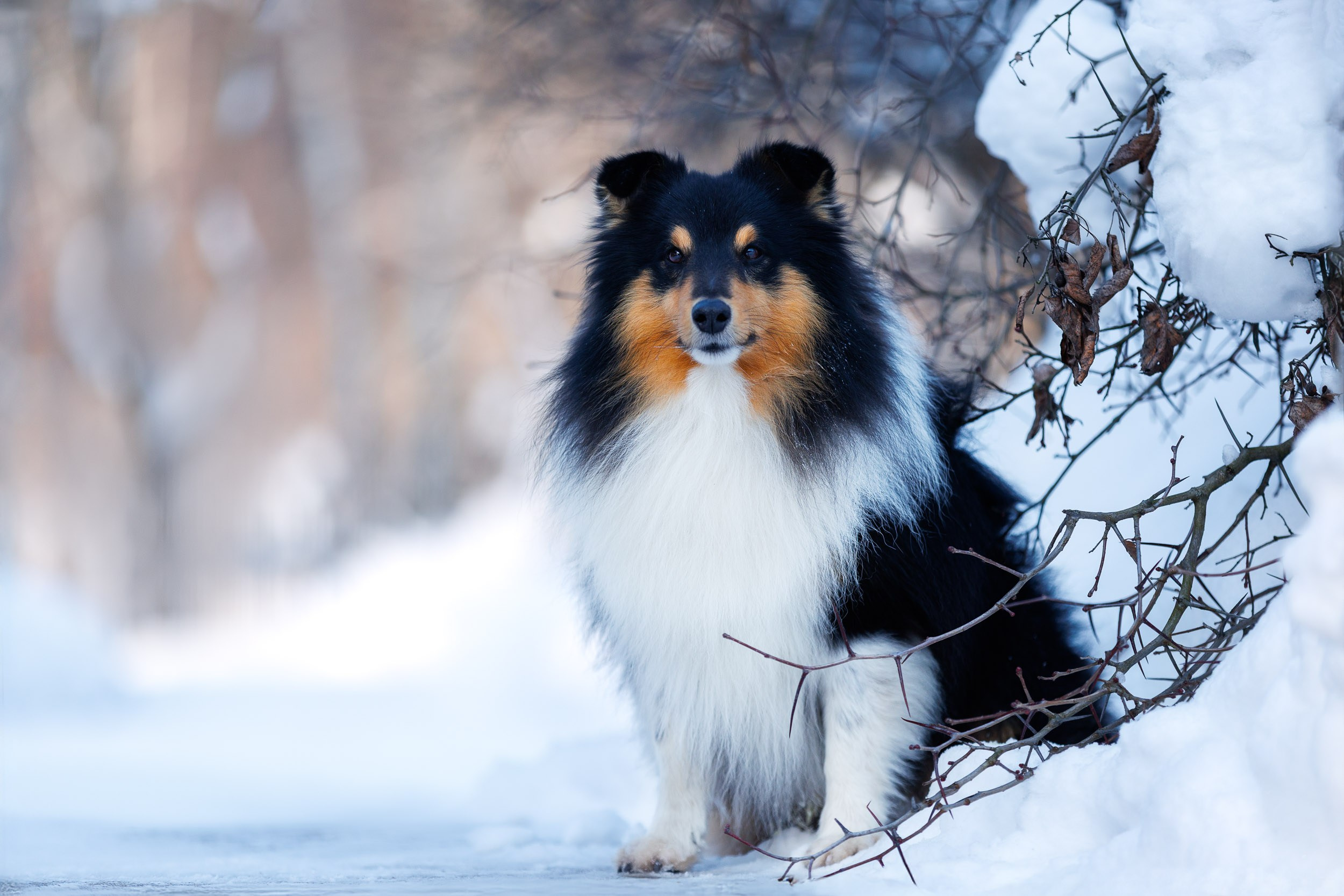 Марик и Дэн. Фотограф-анималист в Москве и Московской области Татьяна Фролова