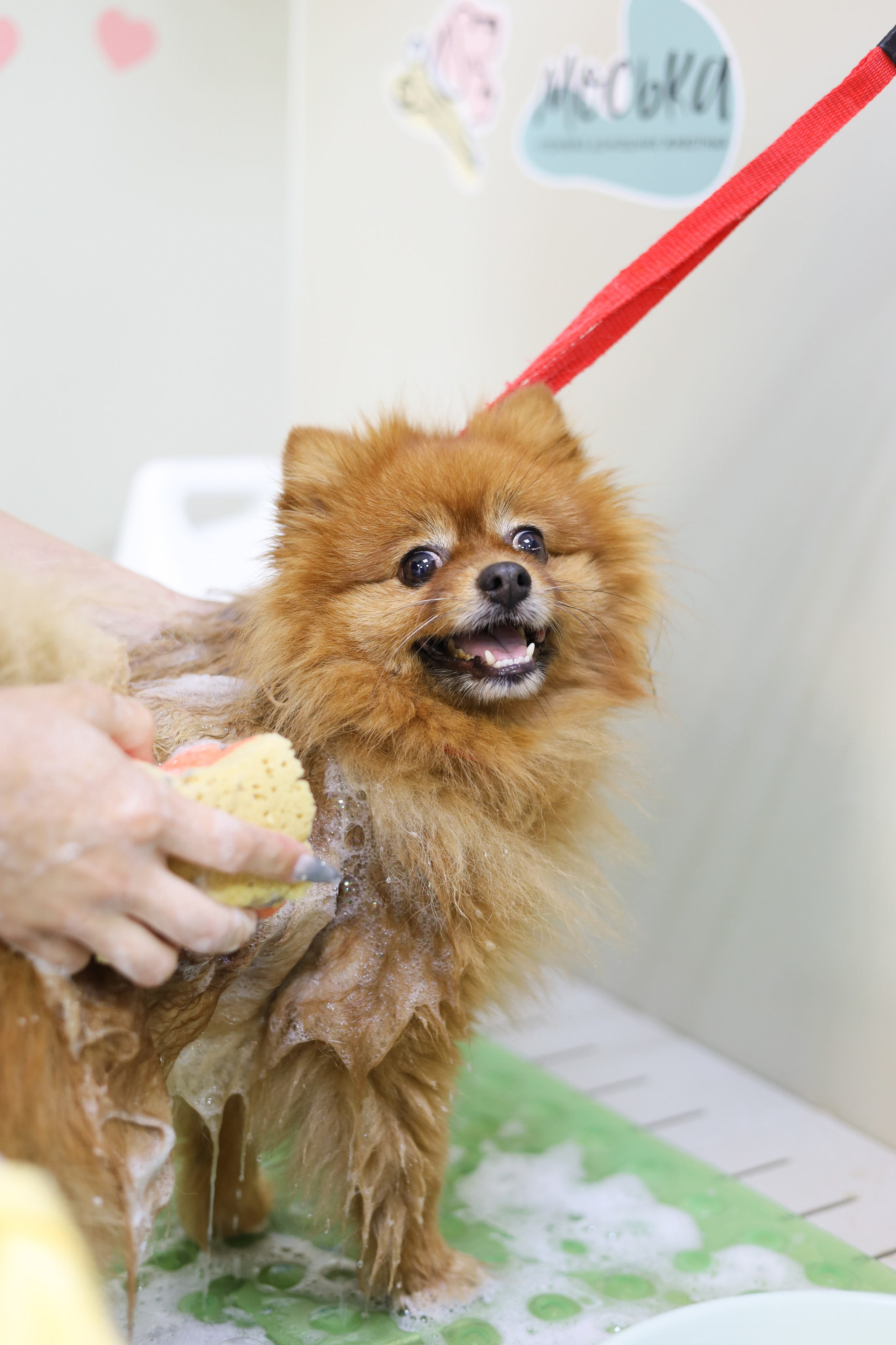 Груминг салон / Моська. Фотограф Мурманск | Нижний Новгород • Анна Хижняк