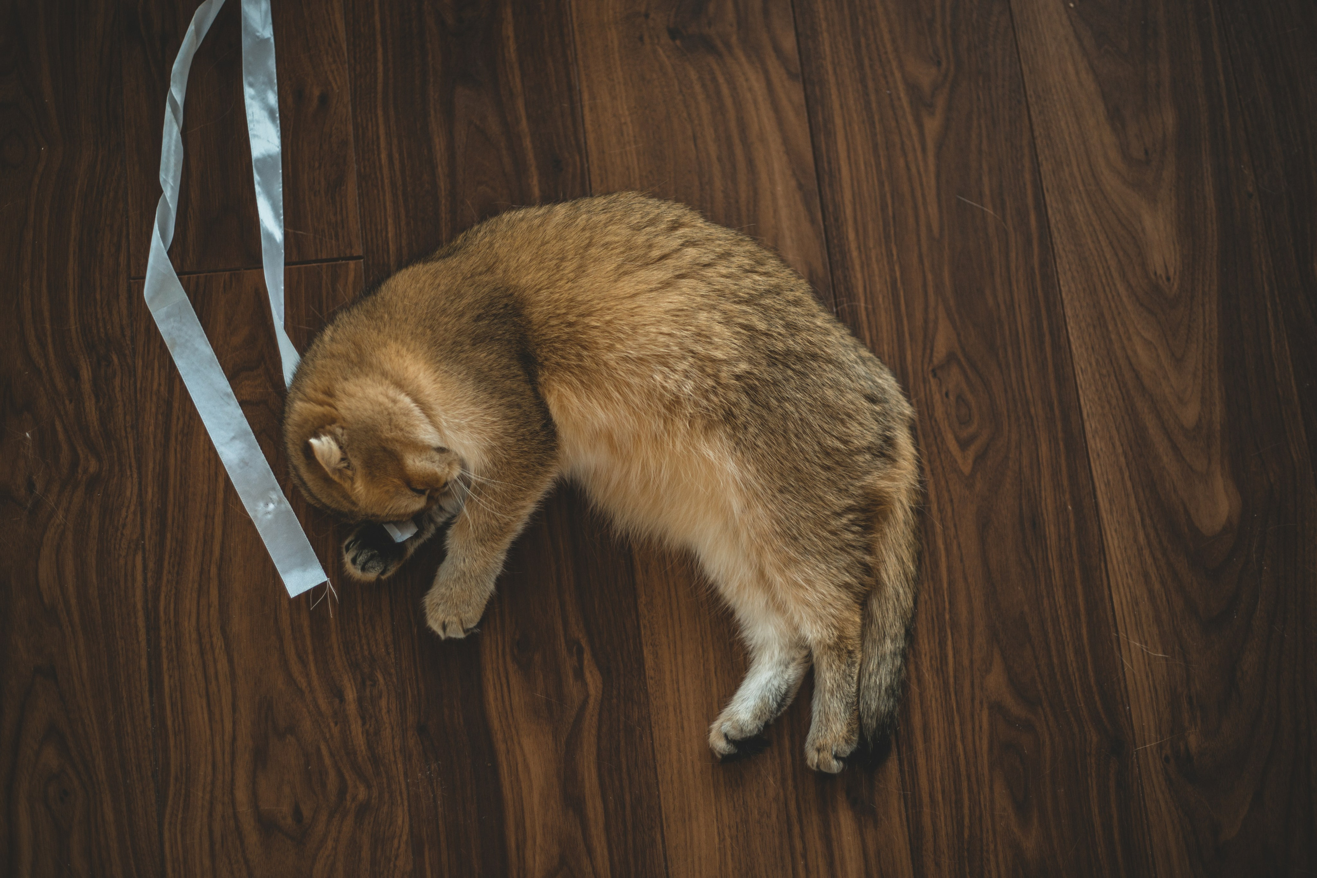 Когда в семье появился ещё один человечек…)) <3. Фотограф Сочи, Адлер, Красная Поляна — Вероника Радченко