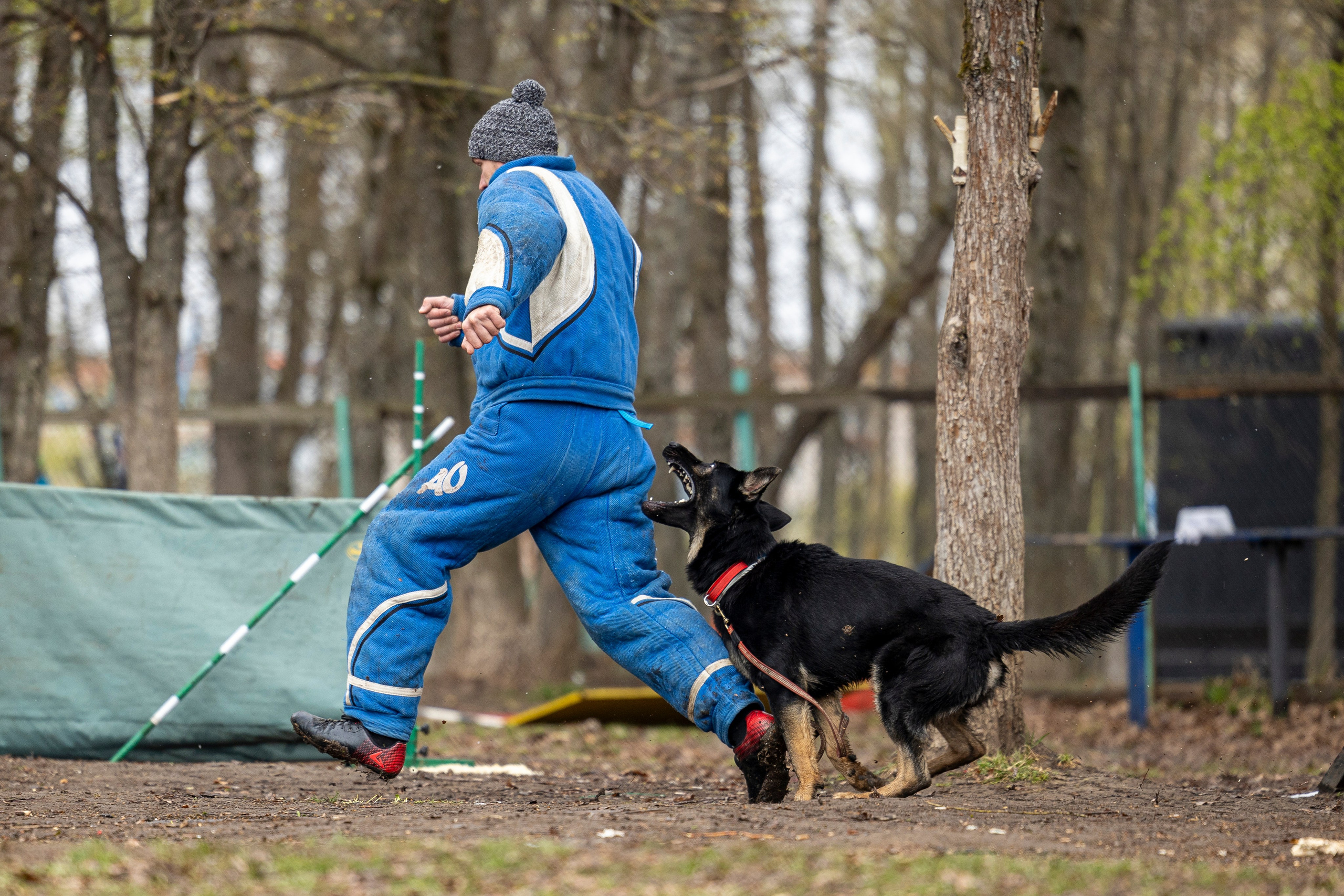Квалификационные состязания по мондьорингу г. Вологда 11.05.24. Фотограф-анималист Анна Маринич