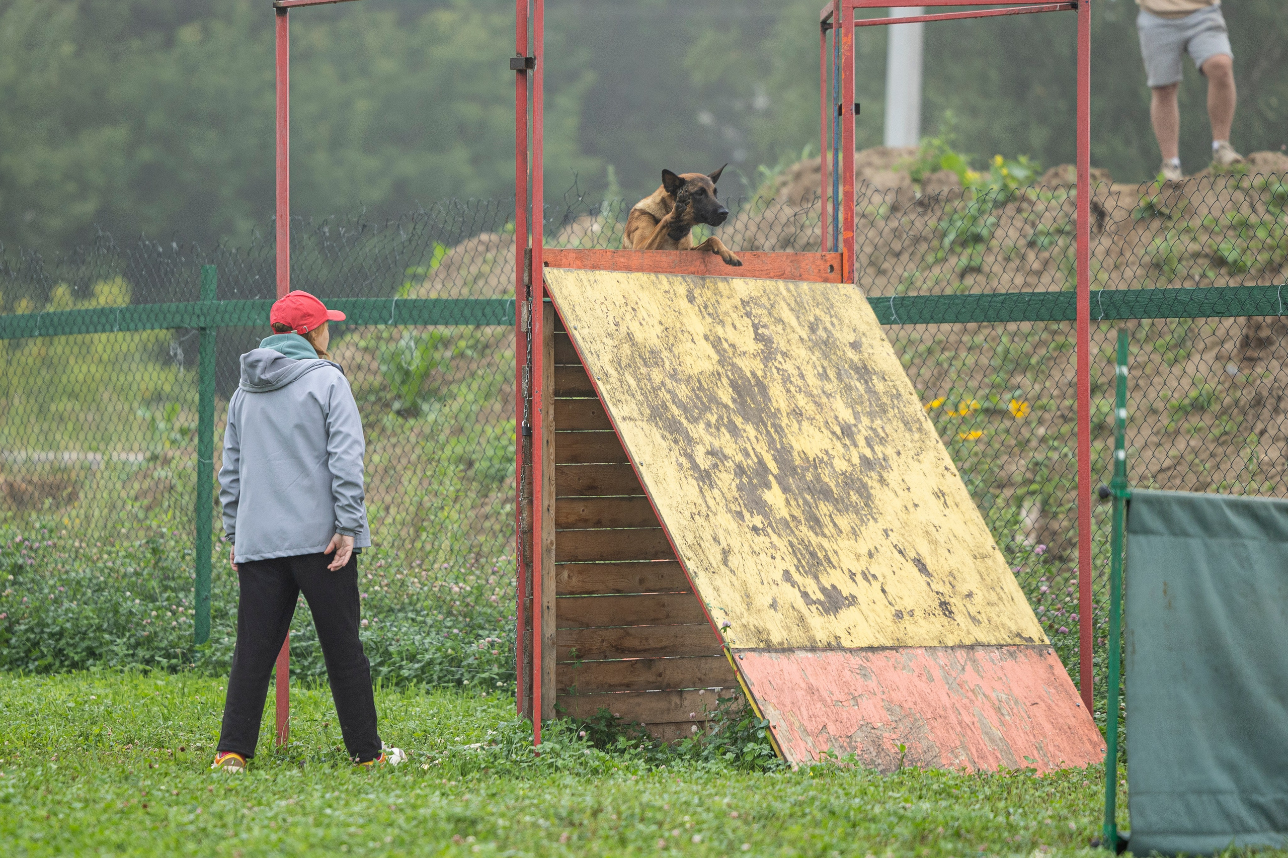 Соревнования по Мондьорингу г. Вологда 10-11.08.2024. Фотограф-анималист Анна Маринич