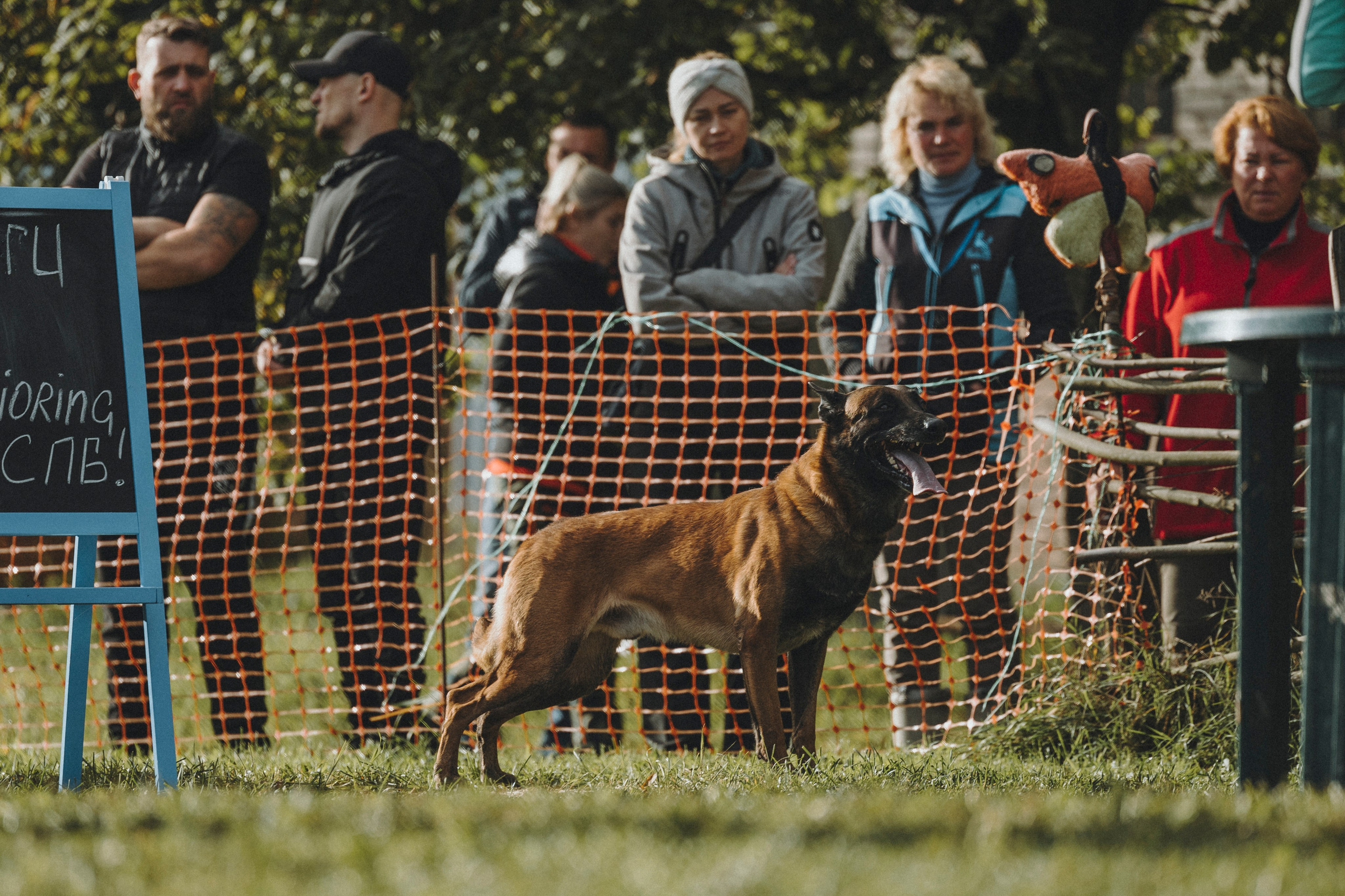 Испытания по мондьорингу г. Пушкин 29.09.2024. Фотограф-анималист Анна Маринич
