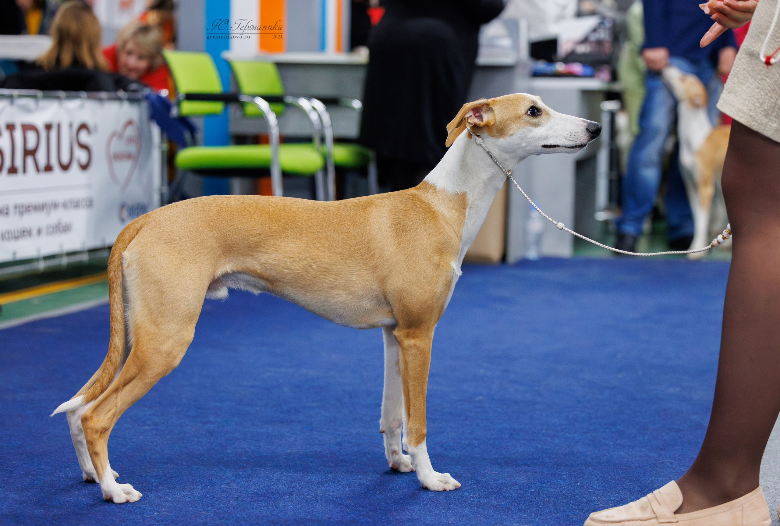 Сфера и Крокус 8,9,16 и 30.03.2025. Фотограф-анималист Юлия Германика