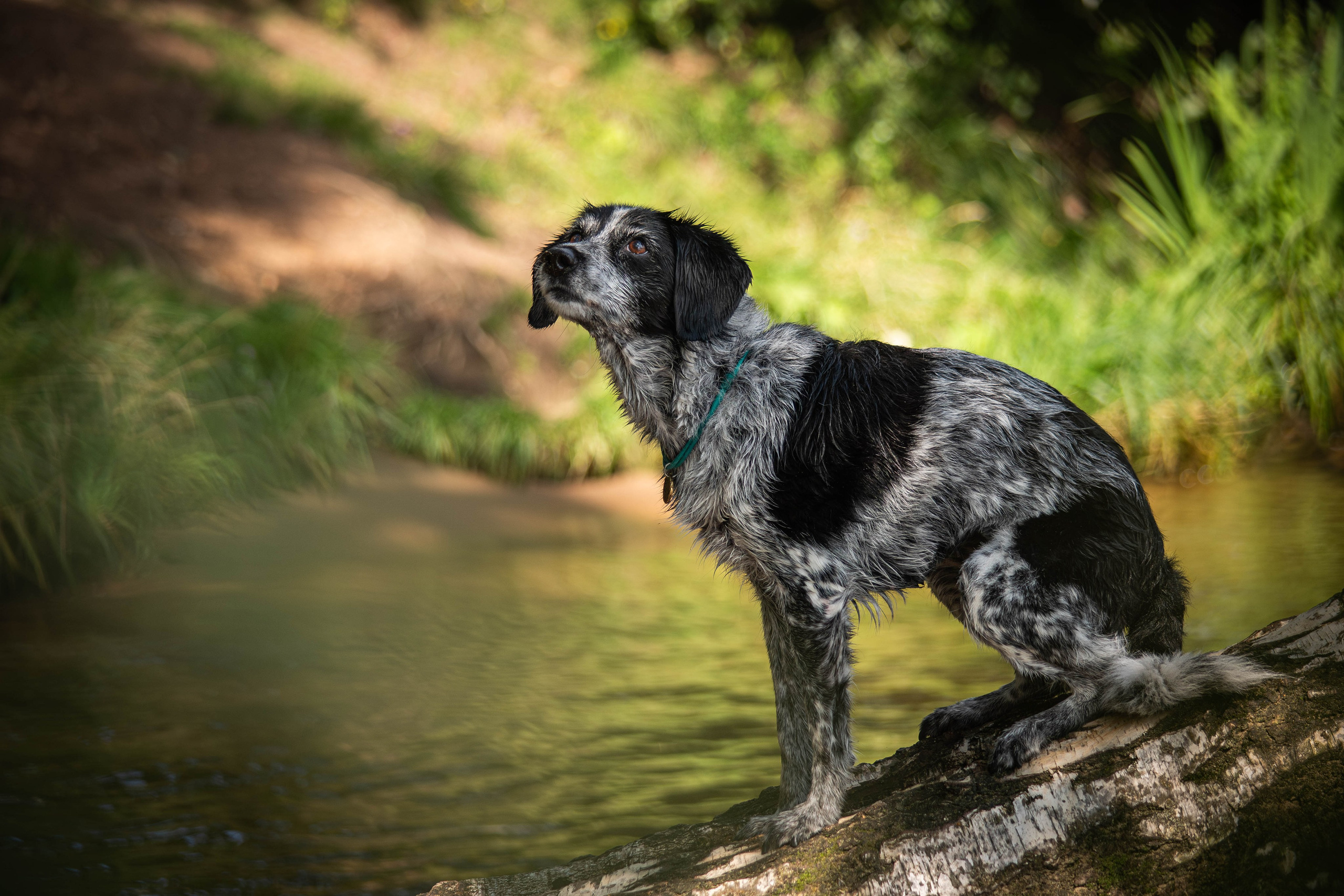 Берта, Ангелина и Витя. Фотограф Светлана Блинова, Москва и Московская область