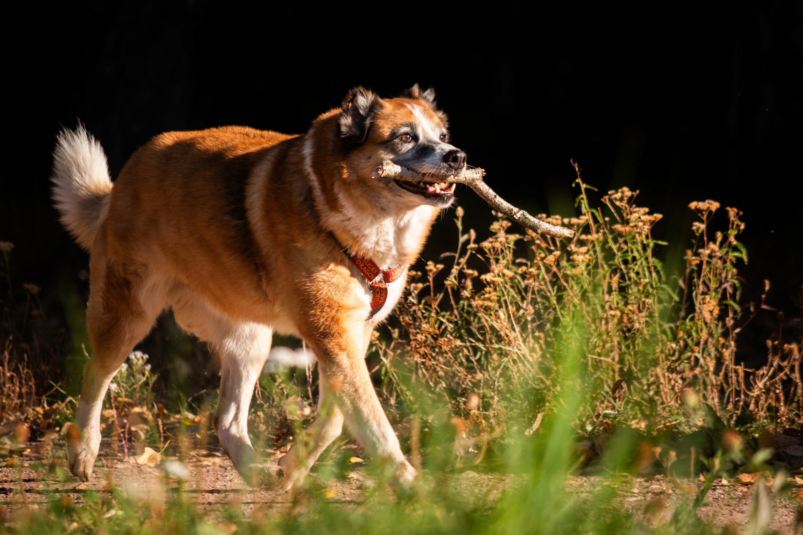 Ник и Полина. Фотограф Светлана Блинова, Москва и Московская область