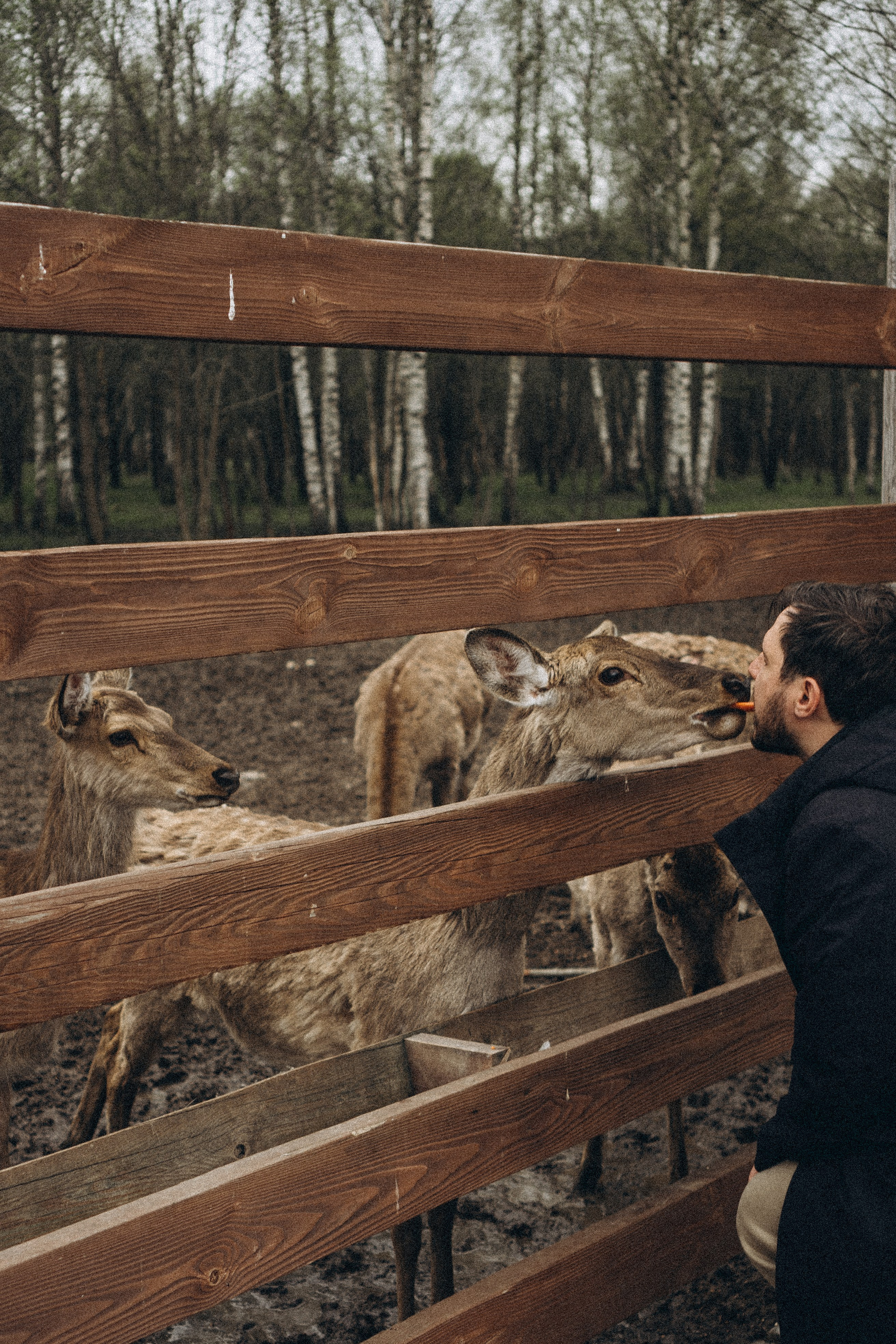 ОЛЕНЬЯ ФЕРМА В ТВЕРИ. Профессиональный фотограф, Санкт-Петербург — Виктория Богомолова