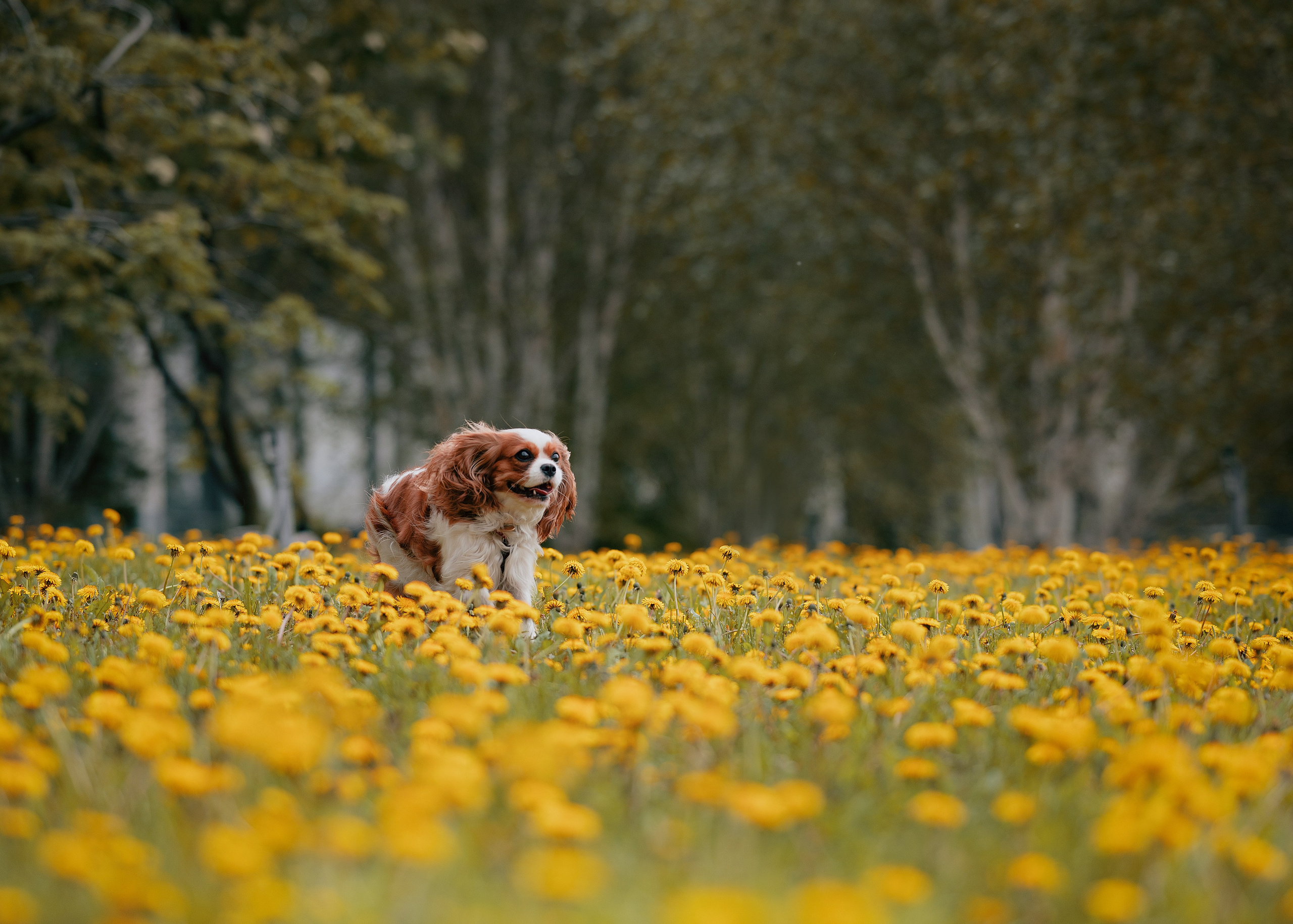 Дольче. Фотограф- анималист Александра Матвеева