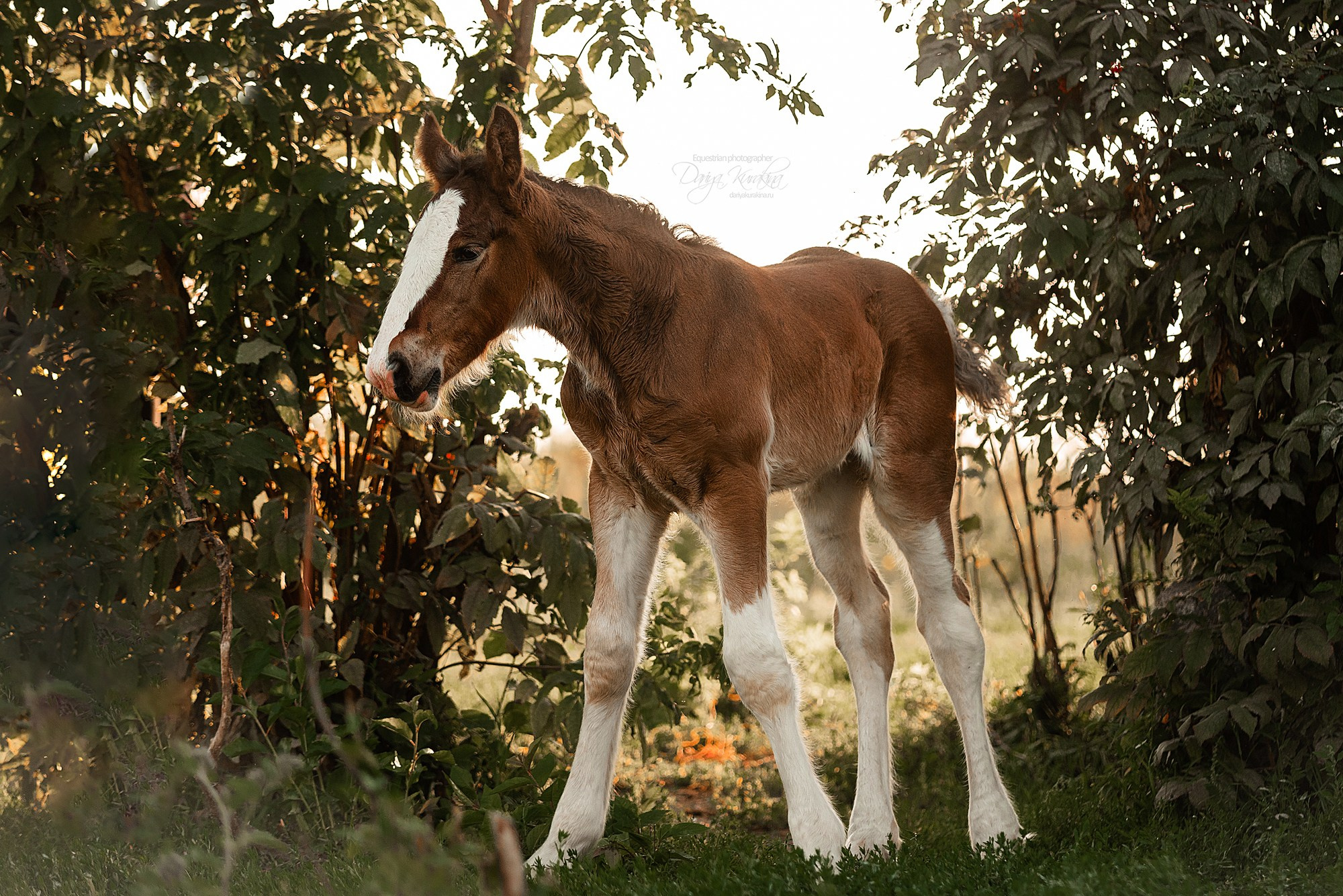 Рапунцель и Квини. Конный фотограф Куракина Дарья • Фотосессии с лошадьми