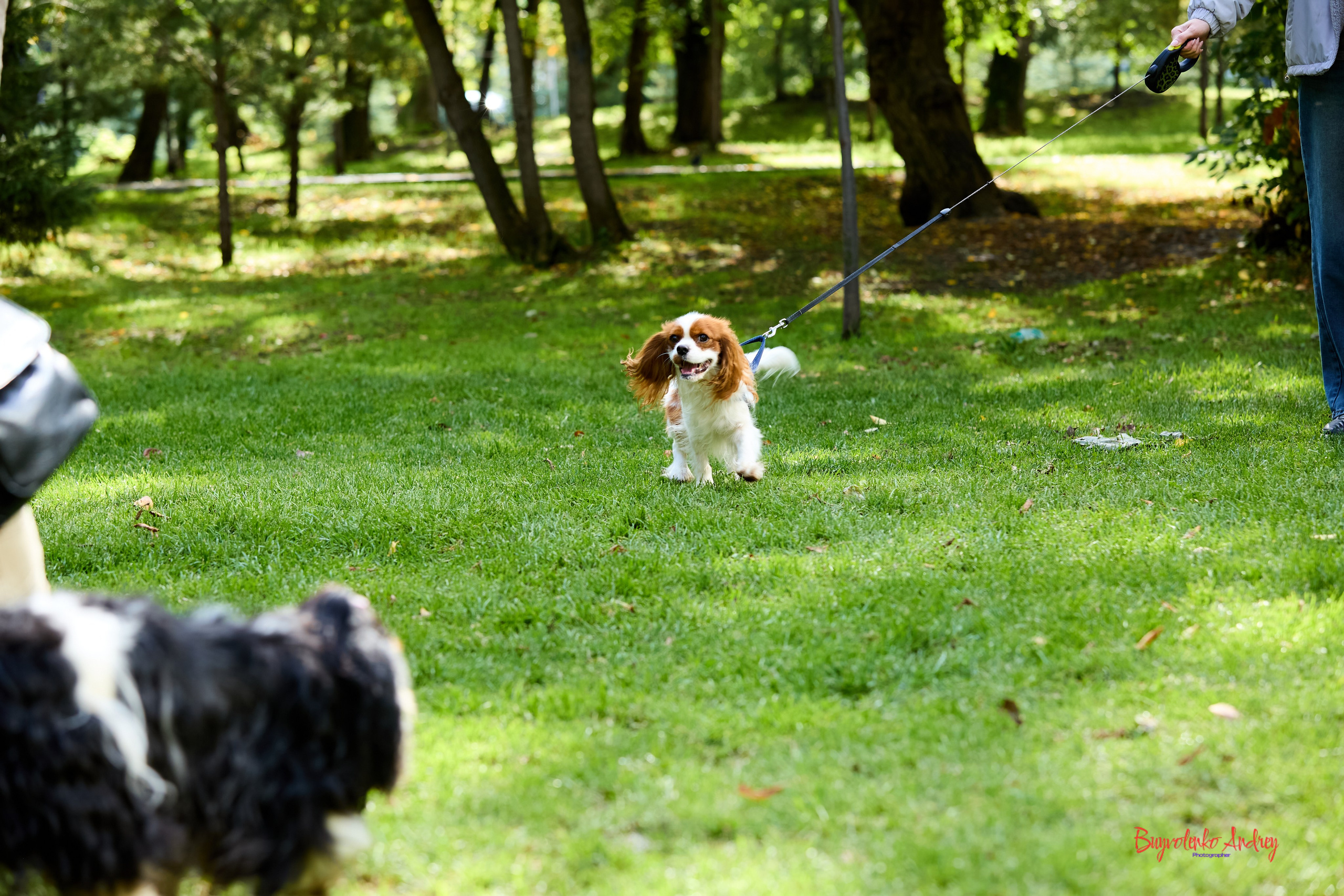 Фотопрогулка с кавалерами. Buyvolenko Andrey